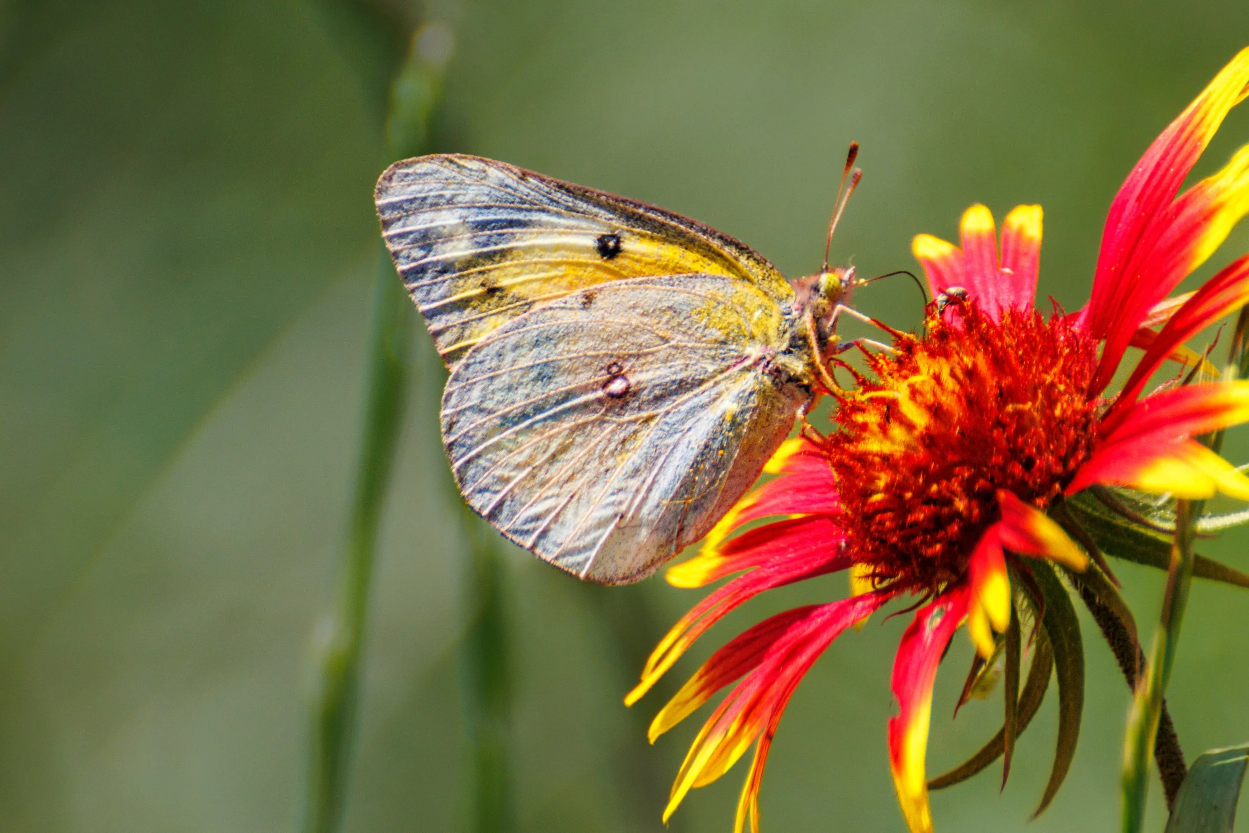 A butterfly perched on a vibrant red and yellow flower.