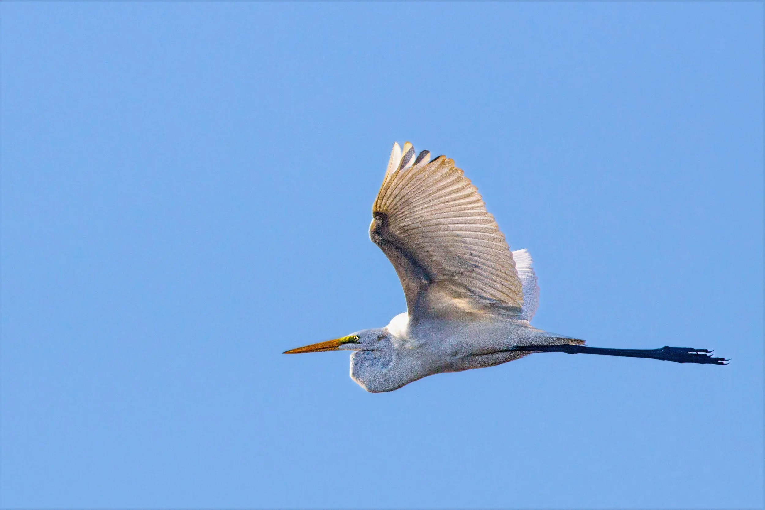 A Great Egret with a long orange beak flying against a clear blue sky, with its wings partially open and legs extended.