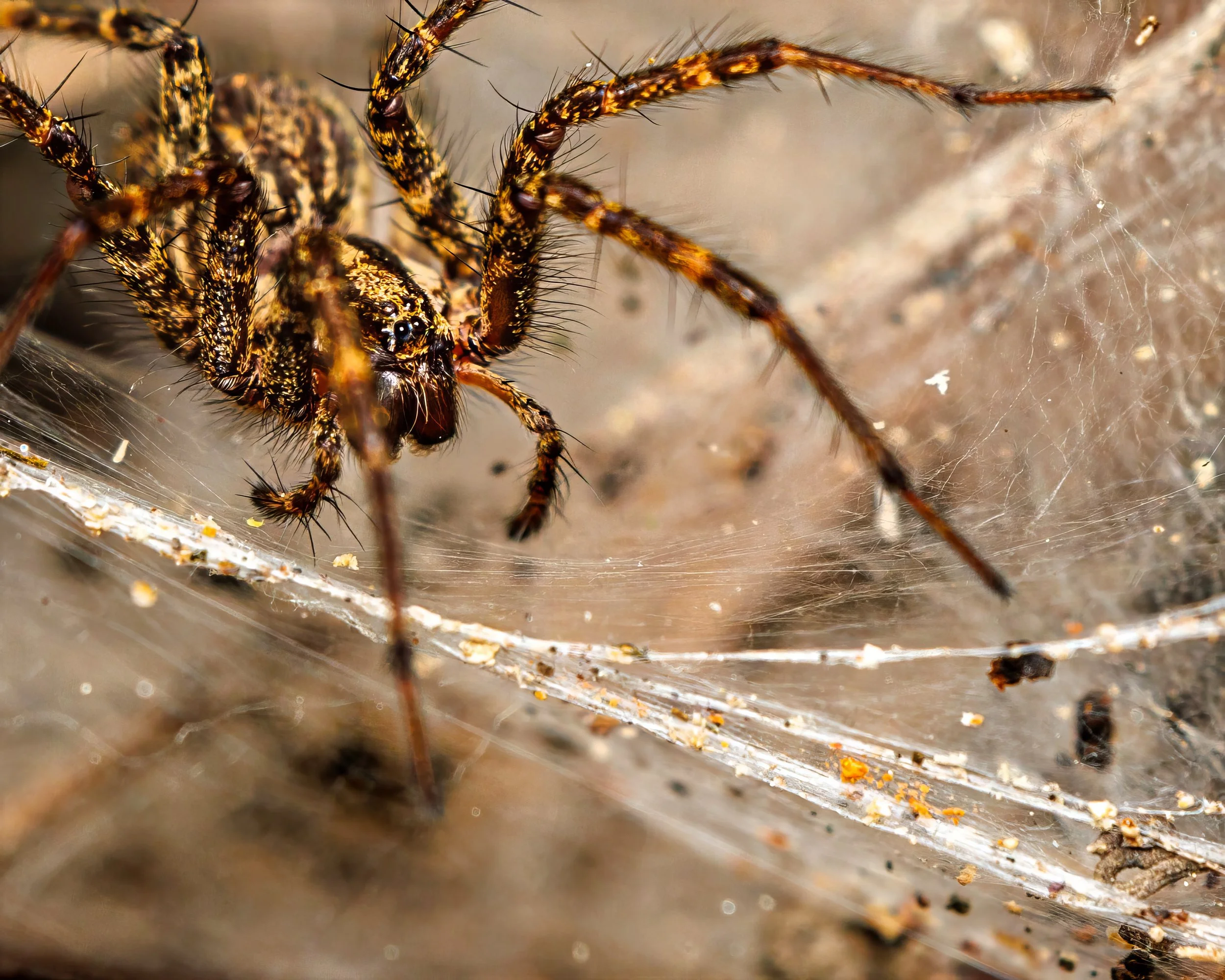 Close-up of a spider on its web, showing detailed markings on its body and multiple legs, on a natural outdoor background.