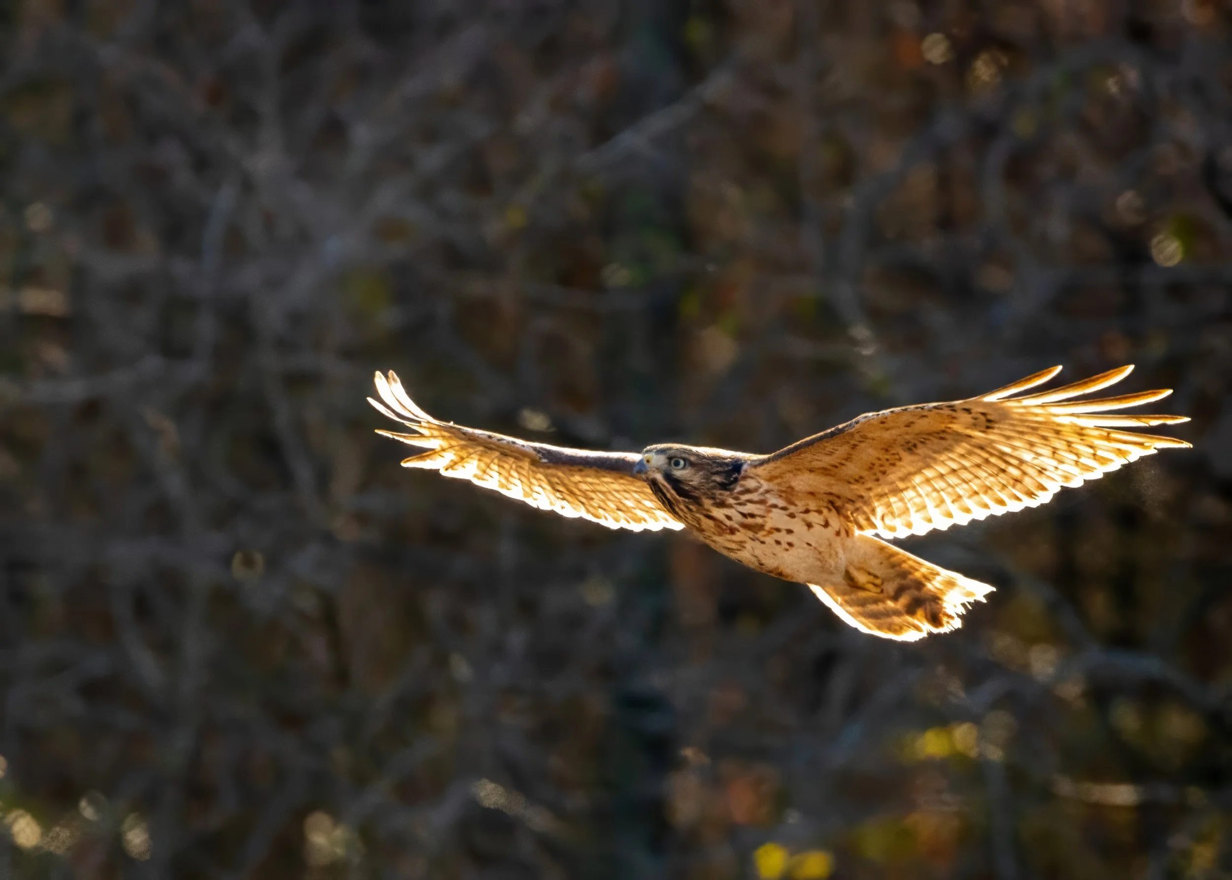 A Red-shouldered Hawk in mid-flight with wings spread wide, backlit by sunlight, with dark blurred trees in the background.