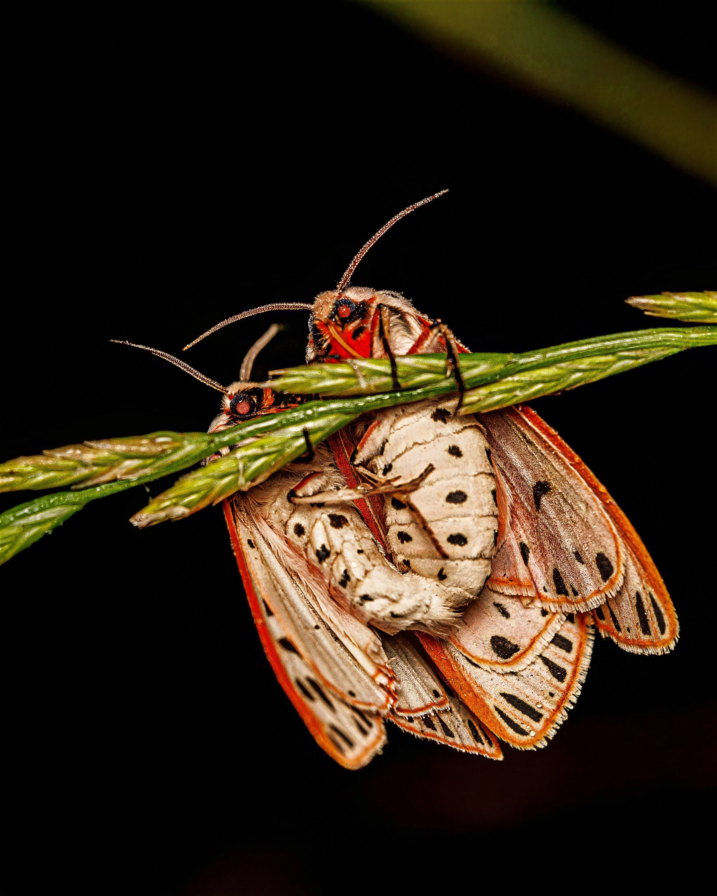 Close-up of a butterfly emerging from its pupal case on a green plant stem against a dark background.