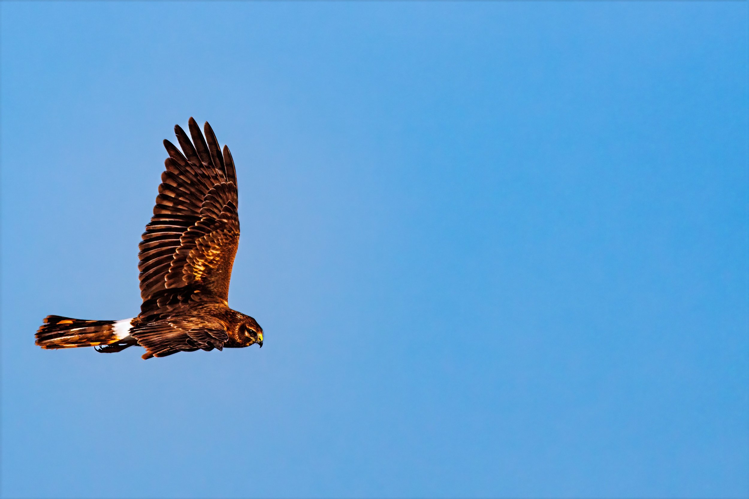 A Northern Harrier Hawk flying in a clear blue sky.