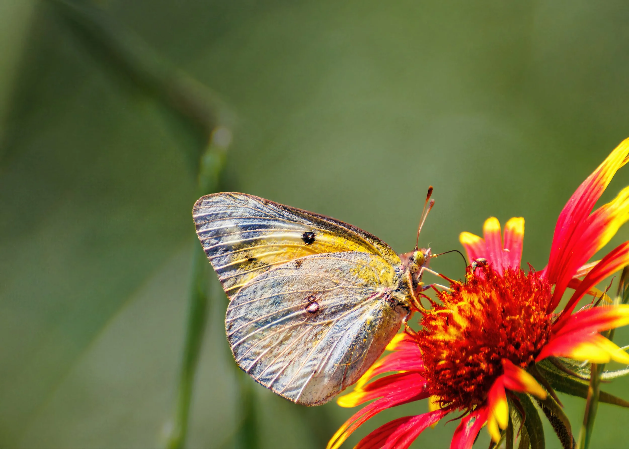 Close-up of an Orange Sulphur butterfly on a red and yellow Indian Blanket flower against a blurred green background.