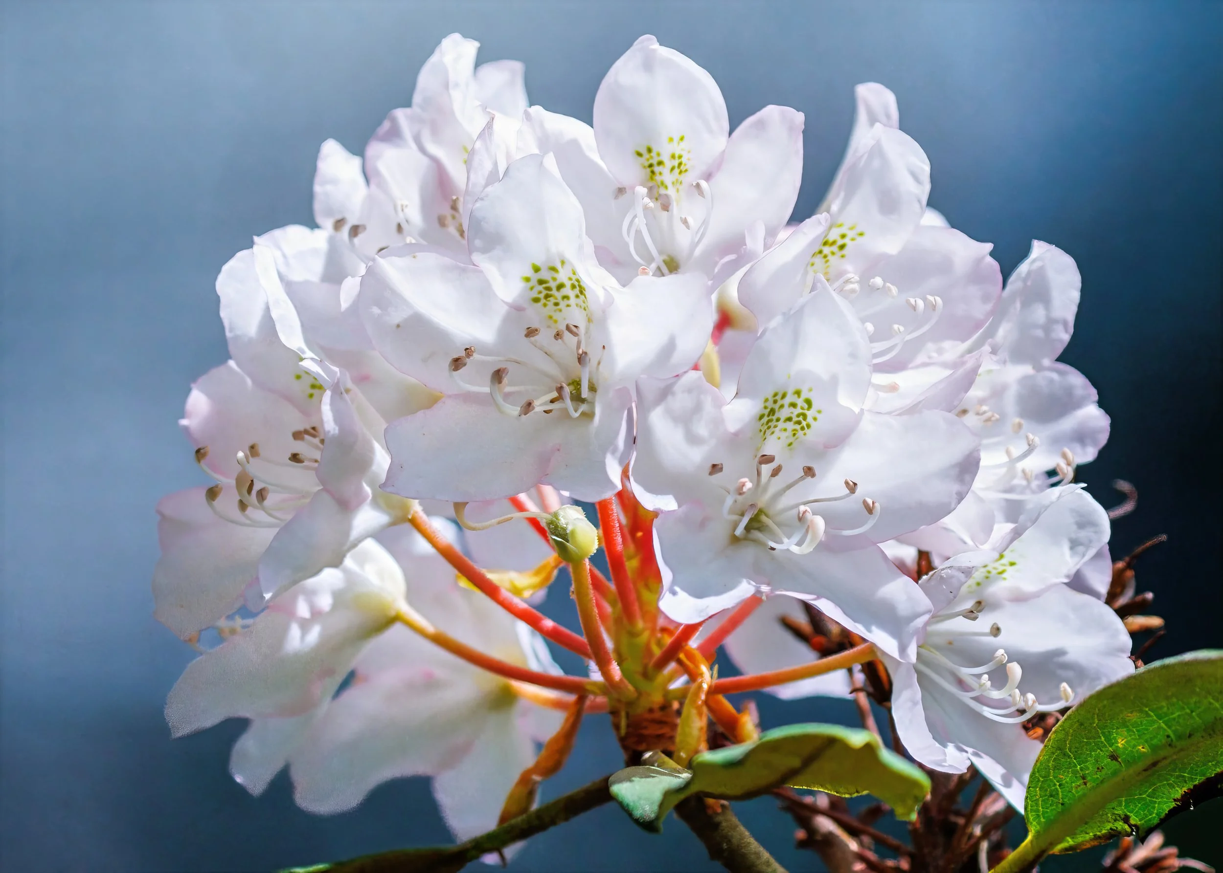 Close-up of white rhododendron flowers with green spots on petals and green leaf on lower right, against a blue-gray background.