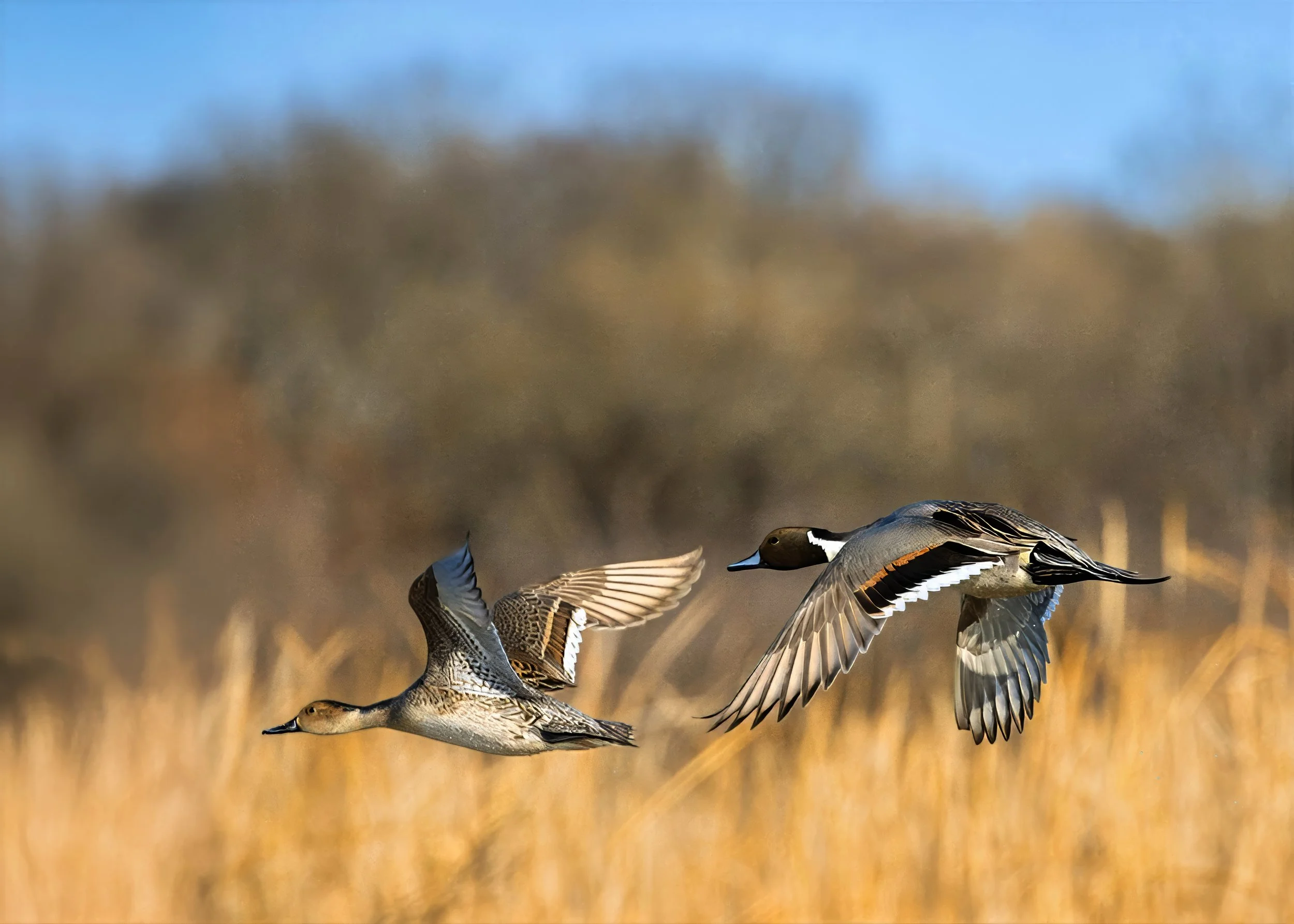 Northern Pintails-gigapixel 5x7 pc-high fidelity v2-2100w-topaz-sharpen-lighting-denoise-upscale-2x.jpg