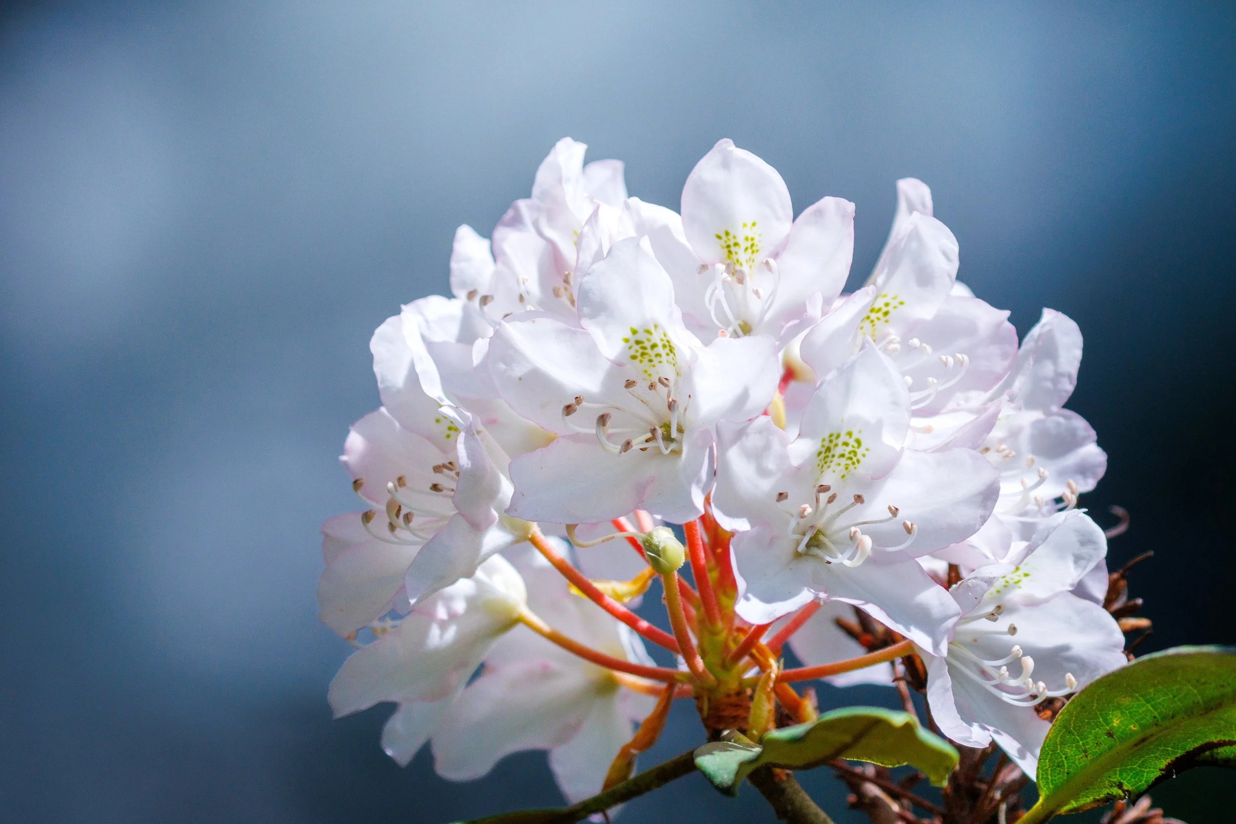 Close-up of white flowers with yellow-green spots on petals, set against a blurred blue background.