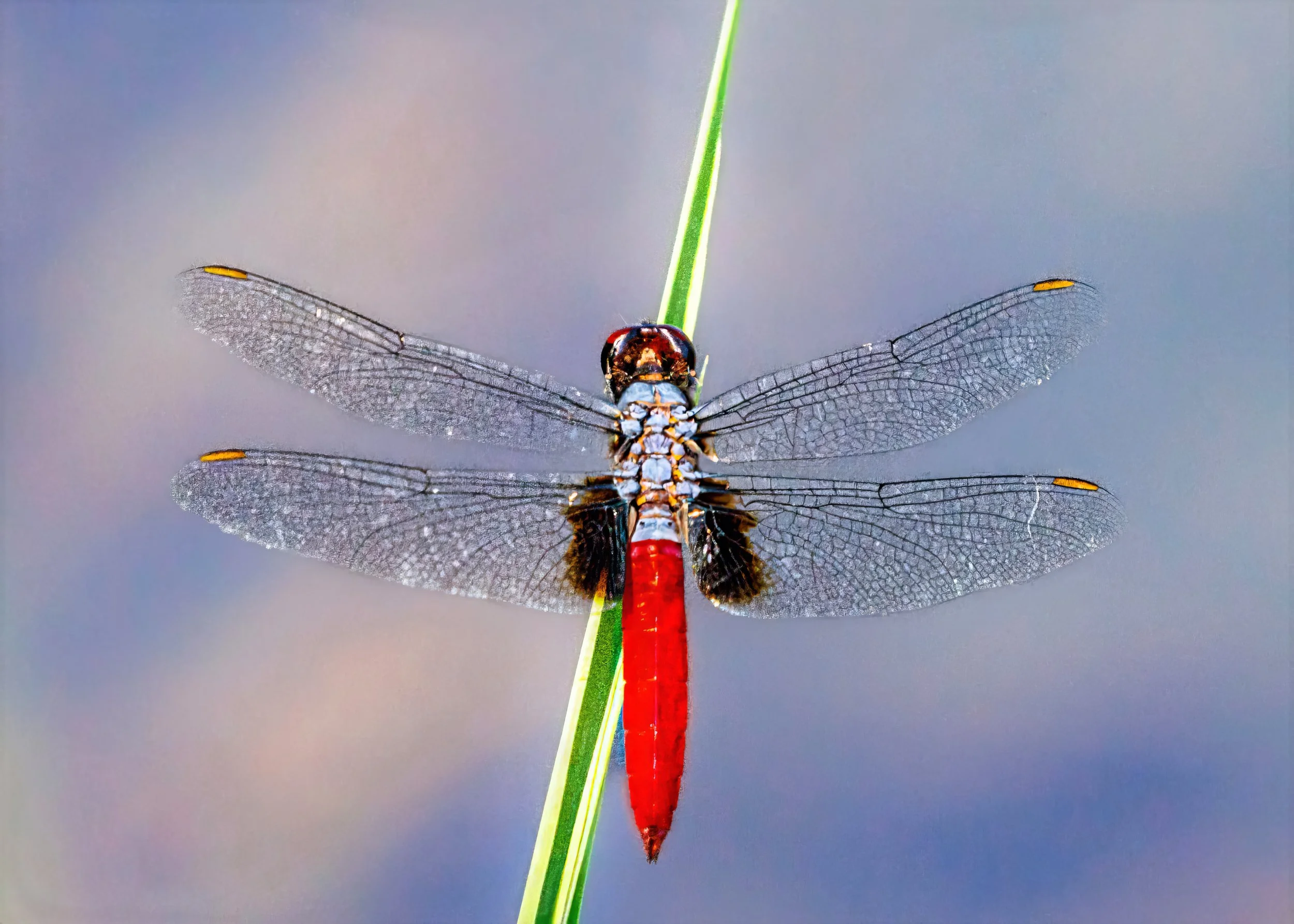 Close-up of a Mexican Scarlet-tail dragonfly perched on a thin green stalk, with transparent, veined wings spread open.