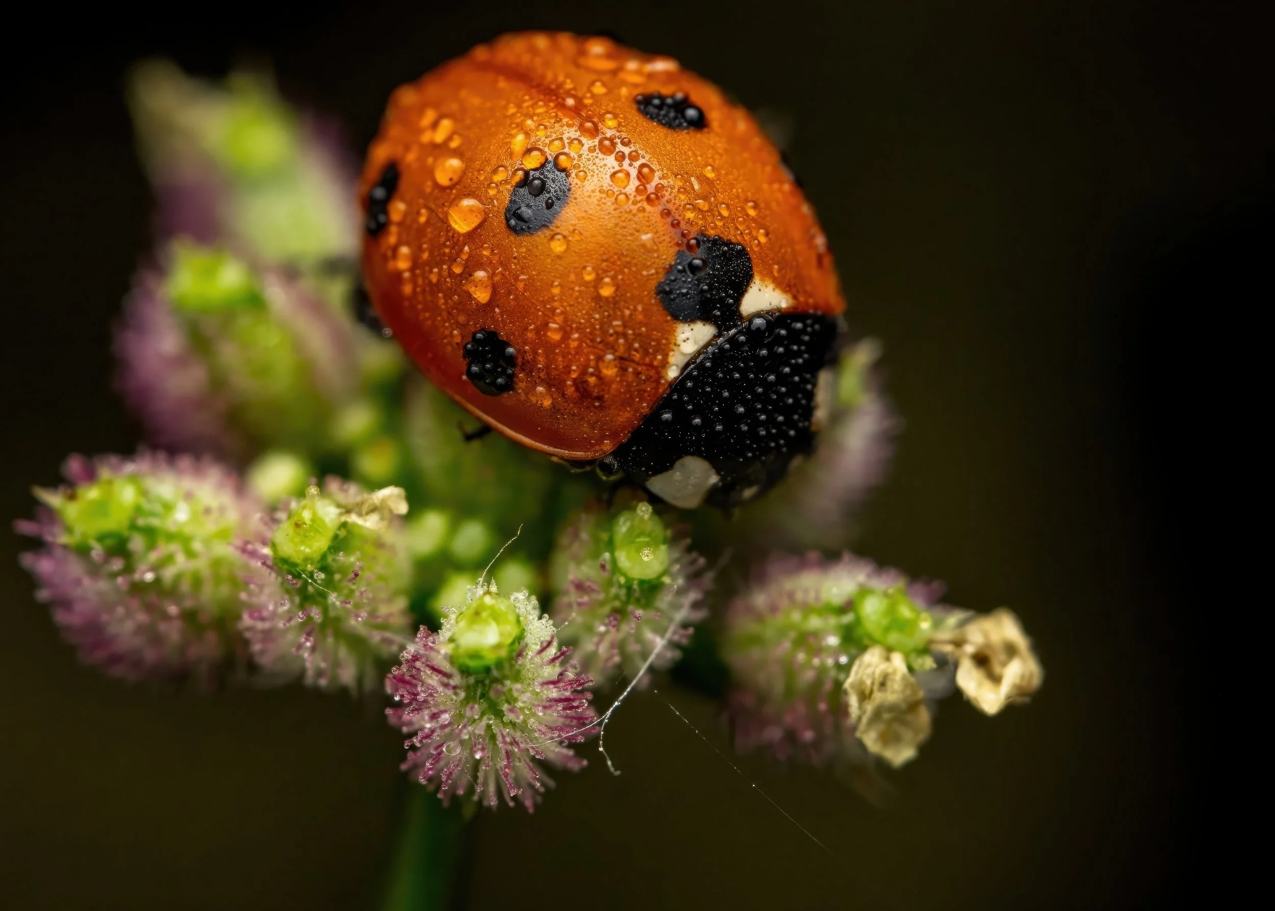 Seven Spotted Ladybug-gigapixel 5x7 pc-high fidelity v2-2100w-topaz-upscale-2x.jpg