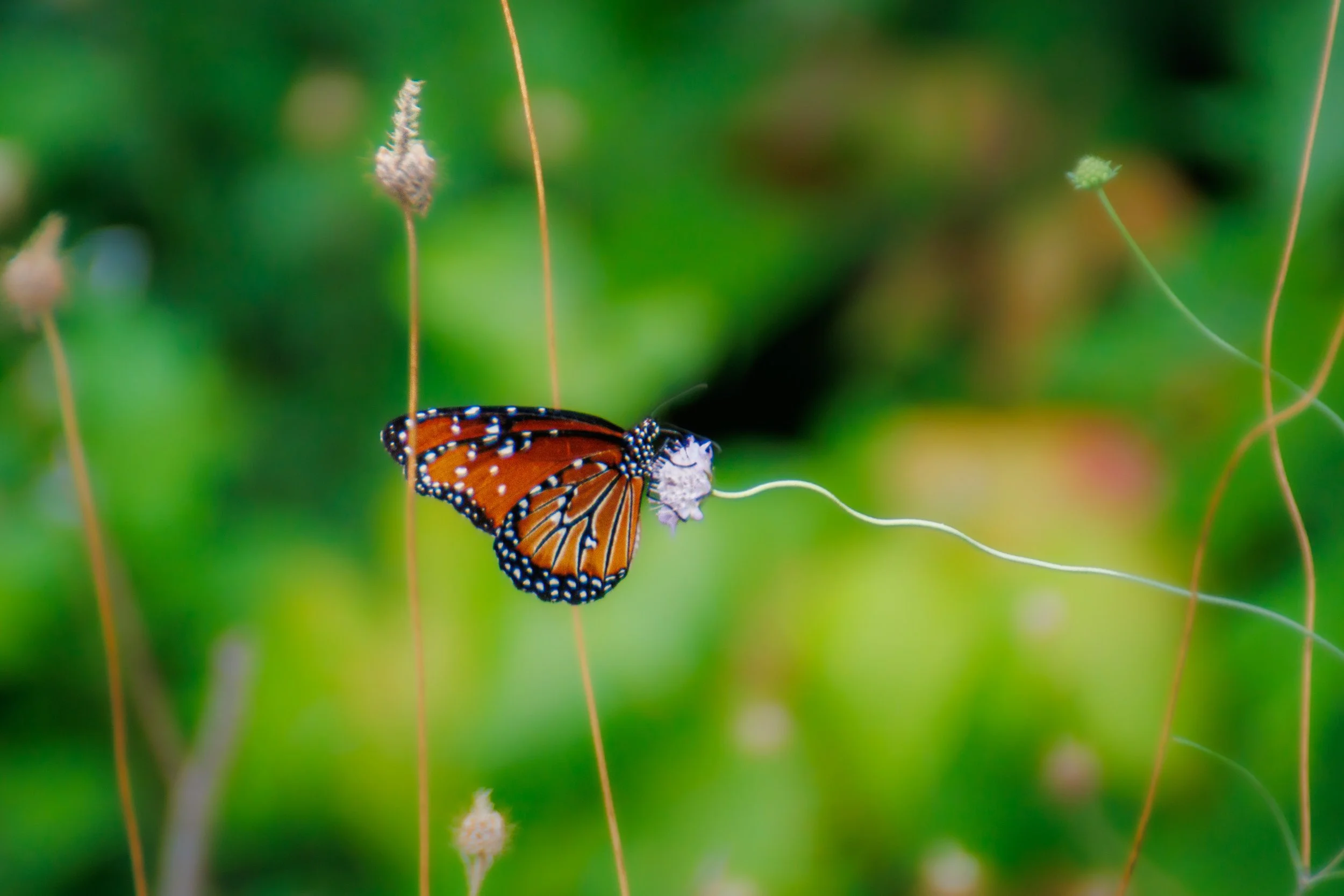 A queen butterfly sitting on a caterpillar with a green blurred background.
