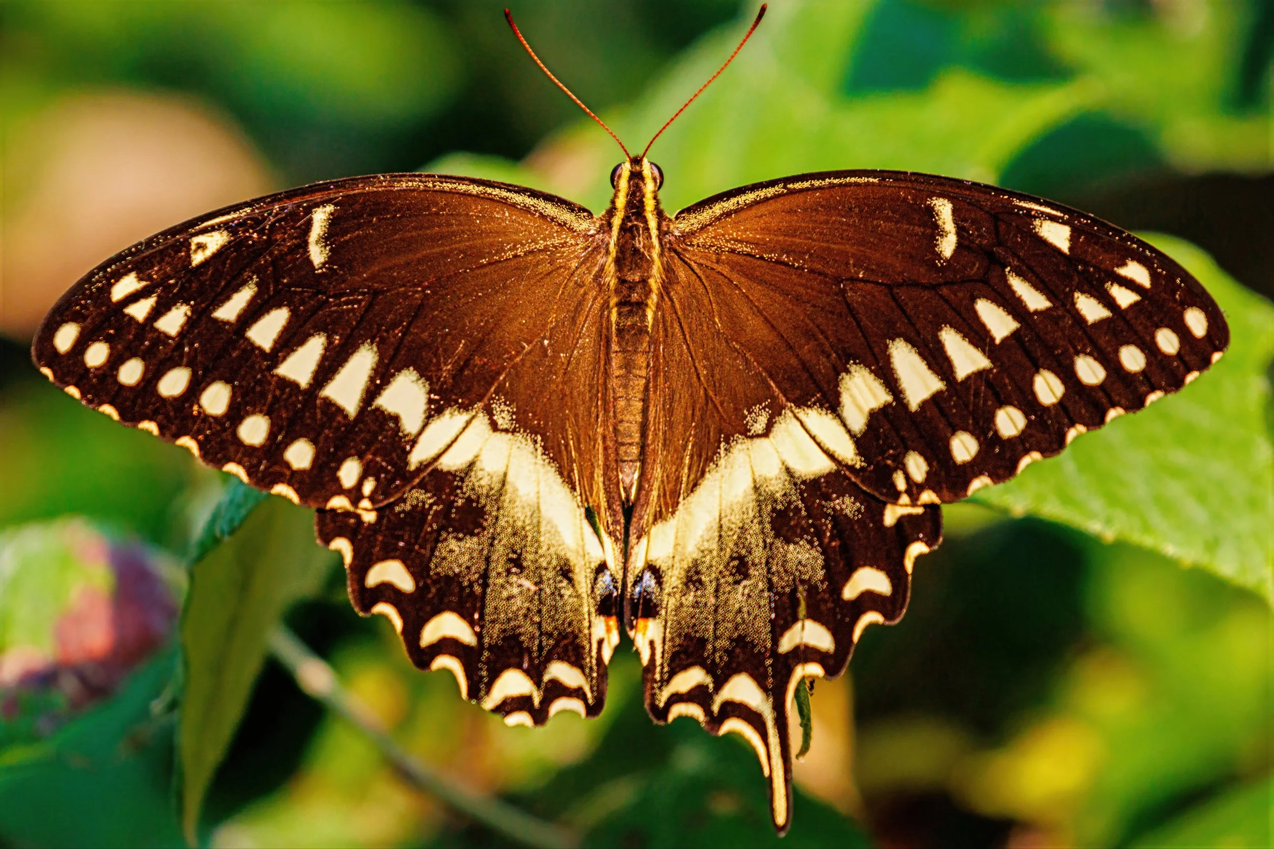 Close-up of a butterfly with brown and white patterned wings resting on green leaves.