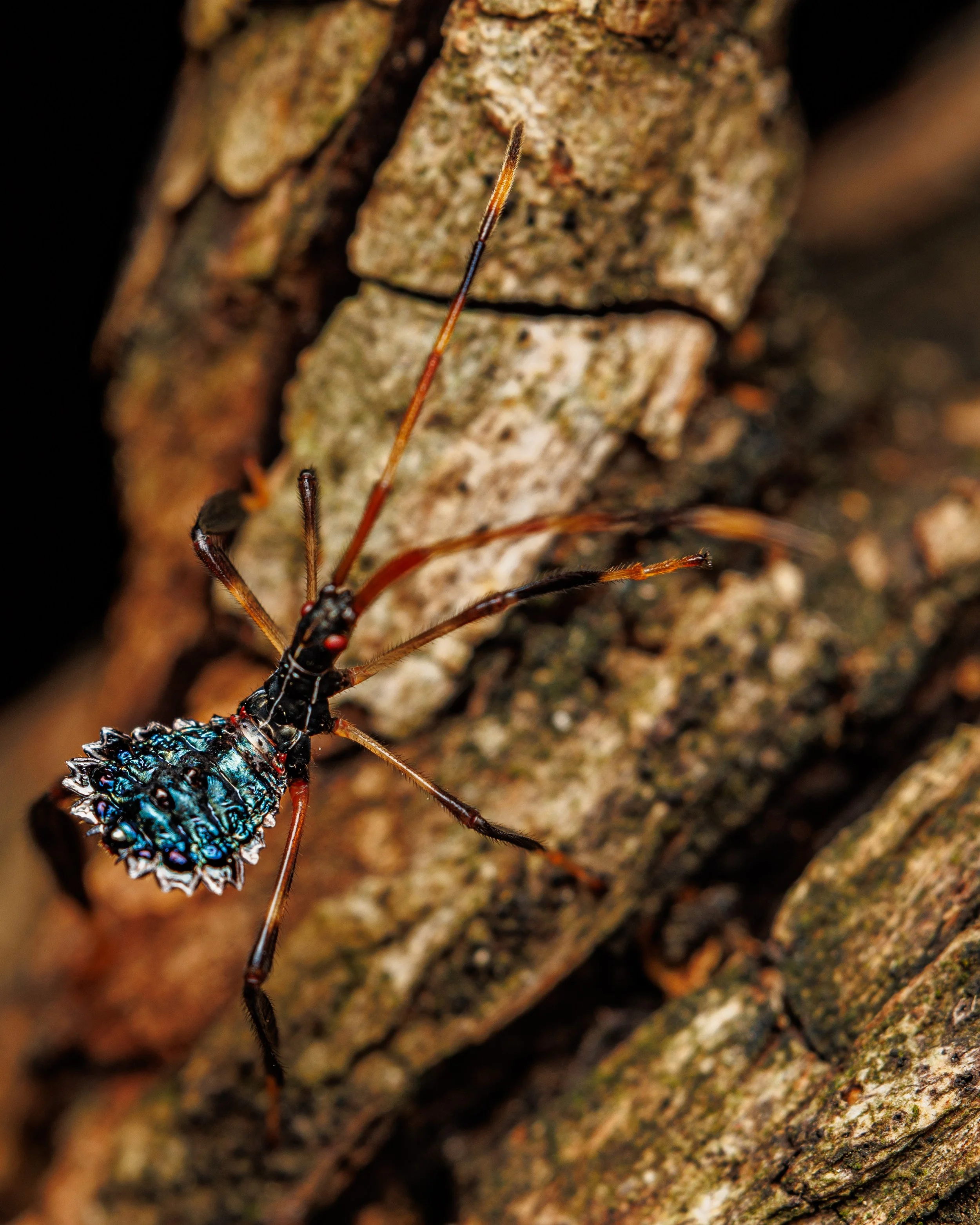 Close-up of a stinkbug nymph on tree bark with a colorful, iridescent abdomen and long, thin legs.