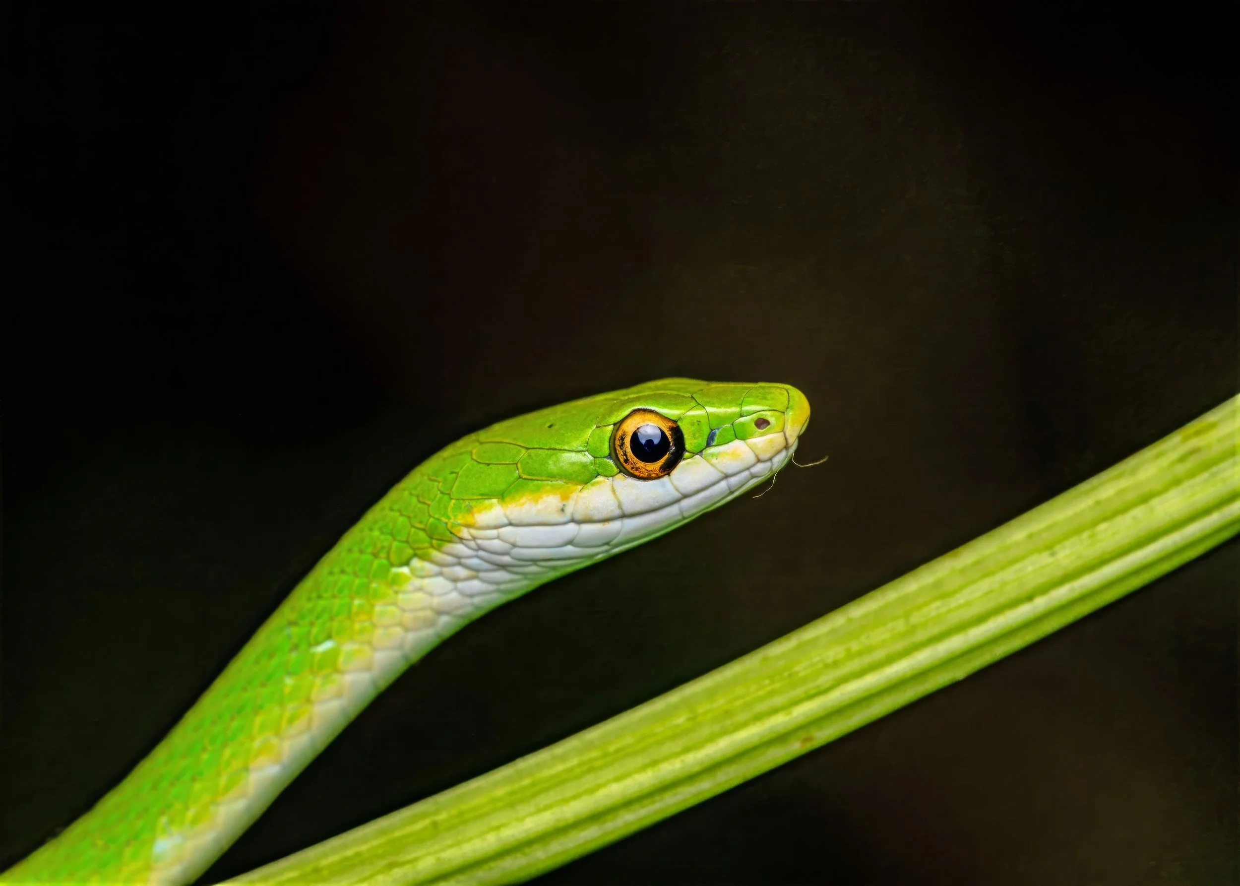 Rough Green Snake-gigapixel 5x7 pc-high fidelity v2-2100w-topaz-denoise-lighting-upscale-2x.jpg