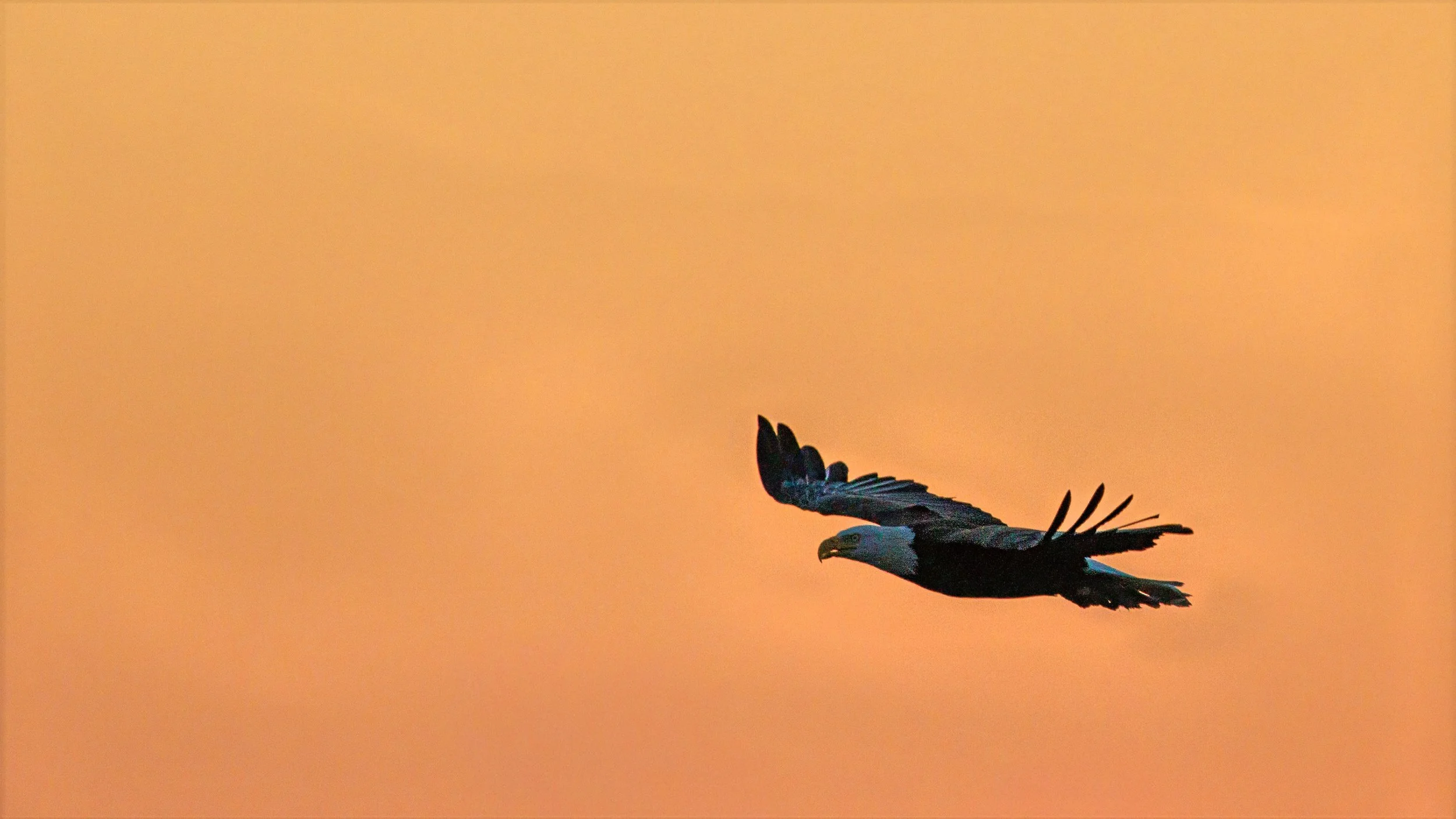 A flying bald eagle against an orange-tinted sky at sunset.
