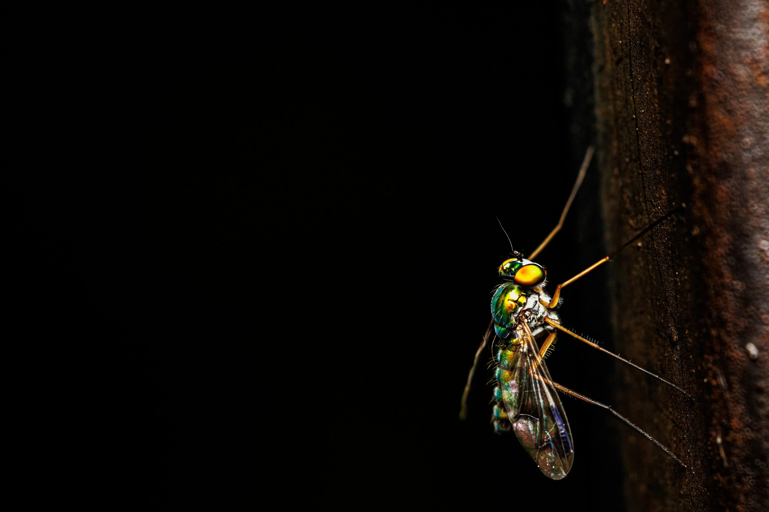 Close-up of a colorful long-legged fly, on a dark background, clinging to a rusty surface.