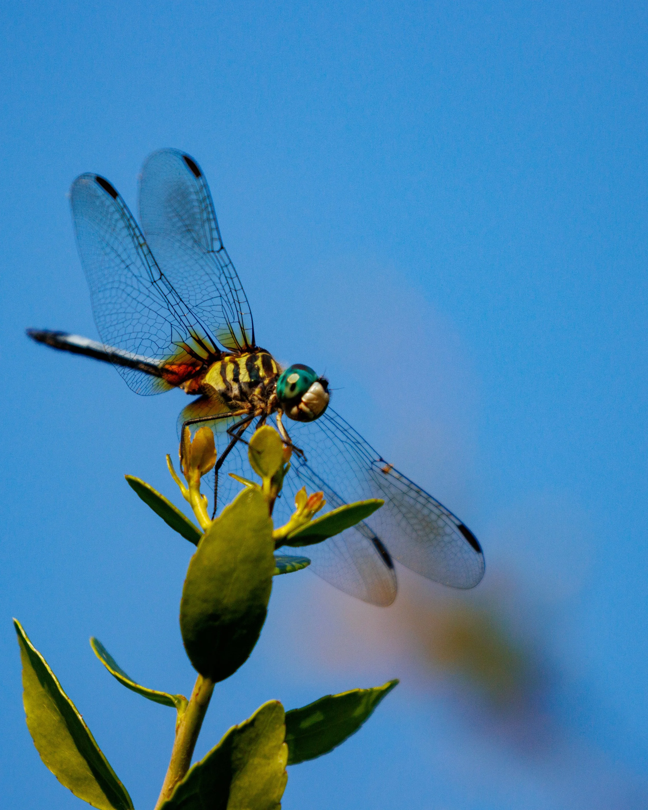 Close-up of a Blue Dasher Dragonfly perched on a green plant against a clear blue sky.