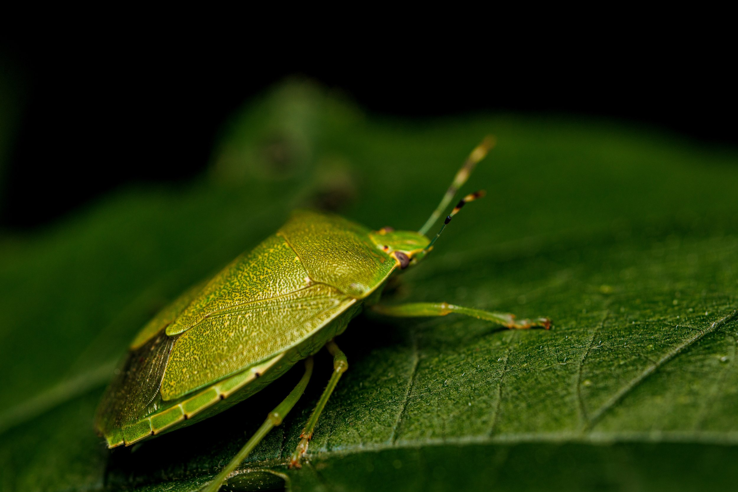 Close-up of a green shield bug, on a green leaf with a dark background.