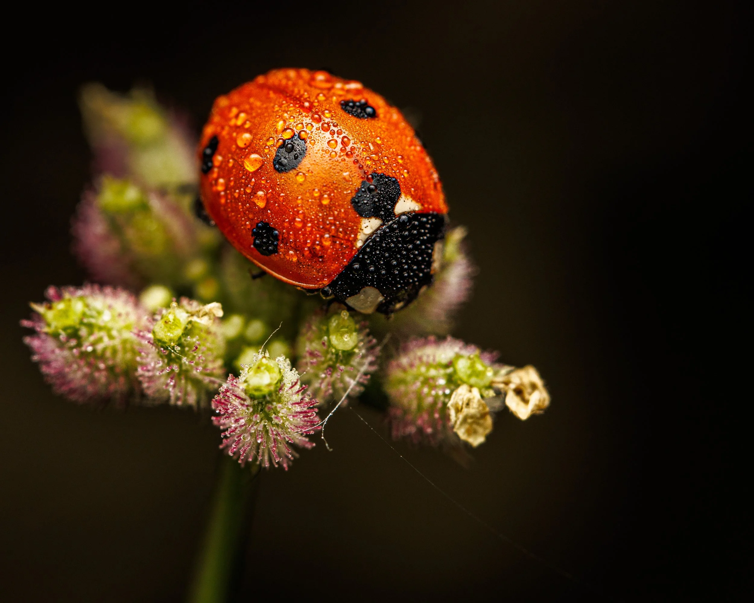 A close-up of a ladybug with water droplets on its orange body and black spots, perched on a cluster of small, fuzzy pink and green flowers against a dark background.