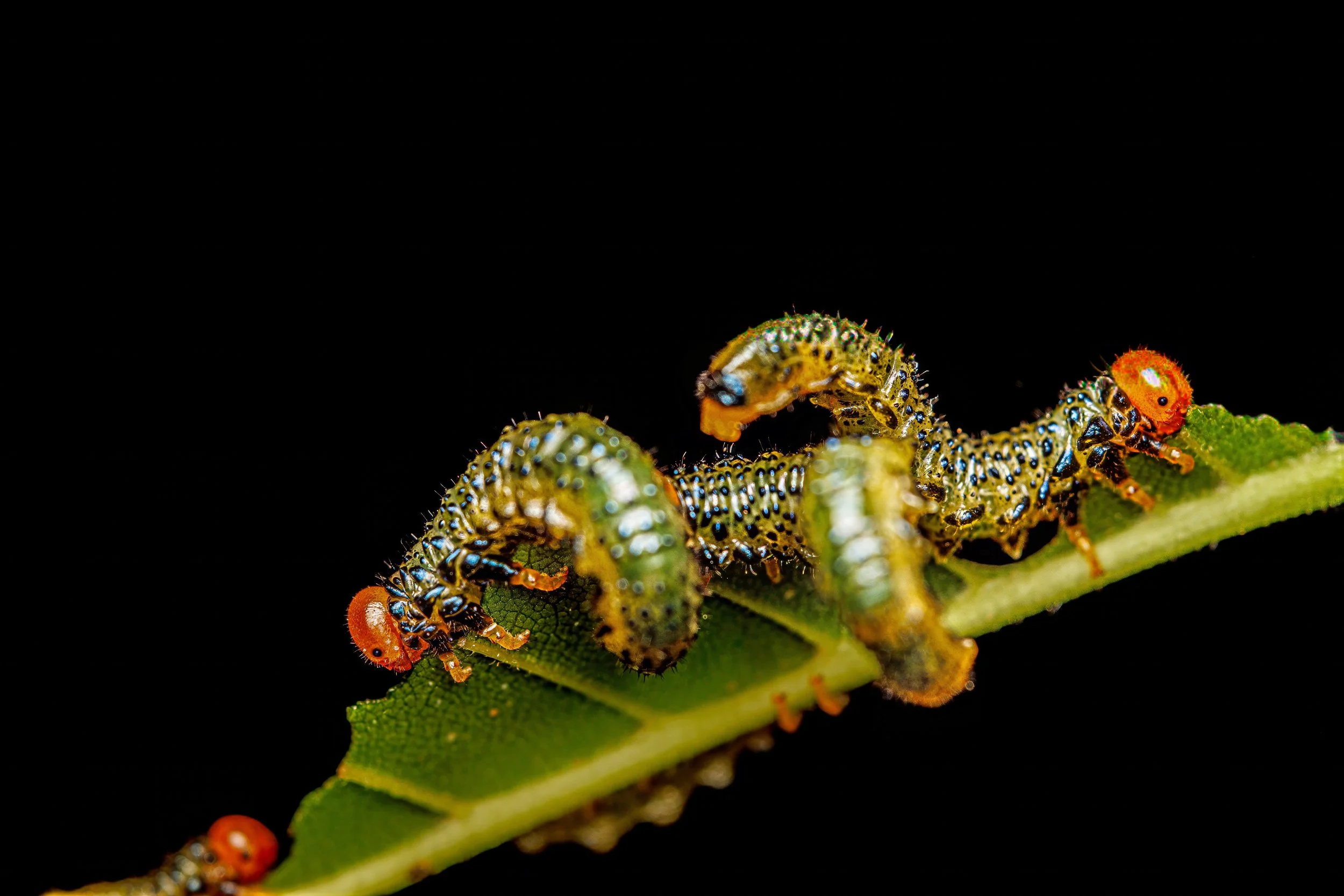 Close-up of three green caterpillars with orange heads and black spots crawling on a green leaf against a black background.