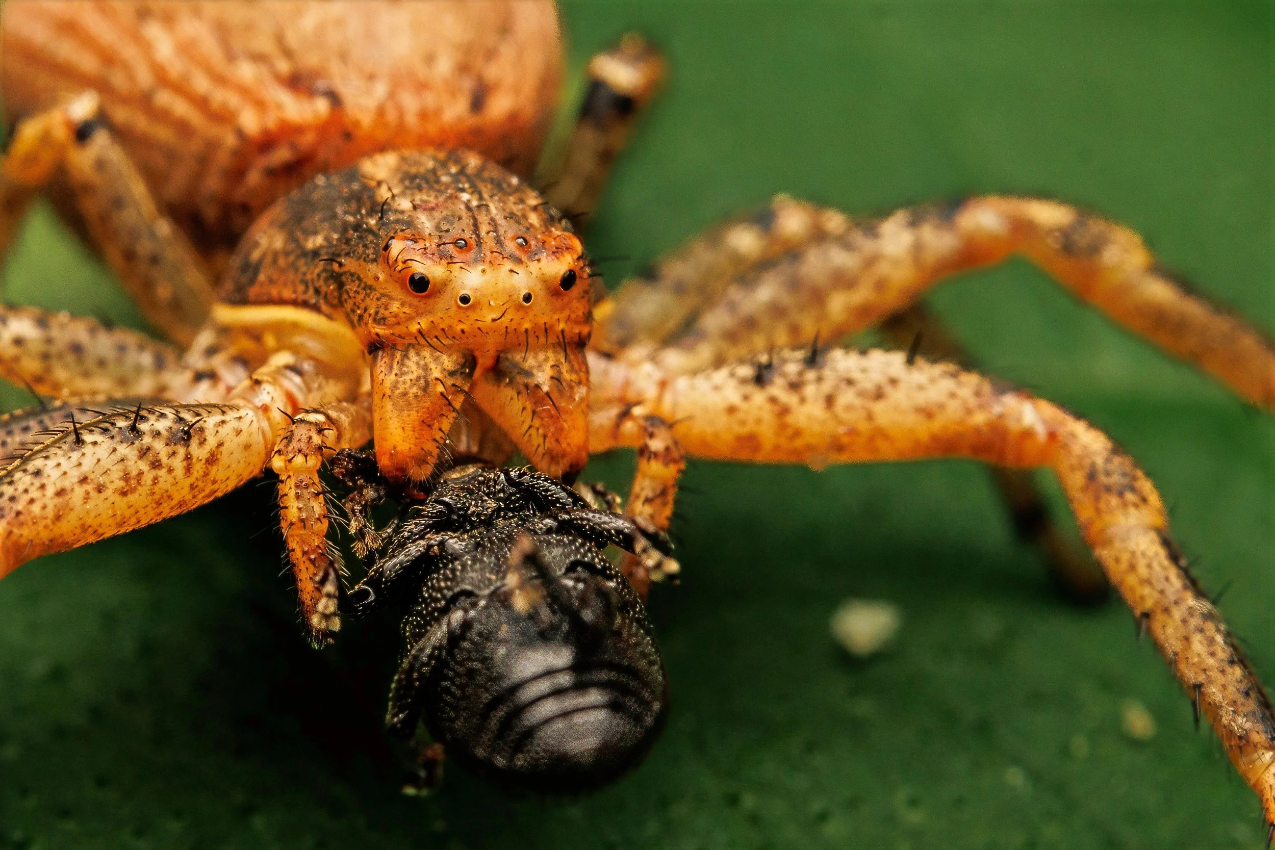 Close-up of a Brwon Crab Spider capturing and eating a black and white insect on a green background.