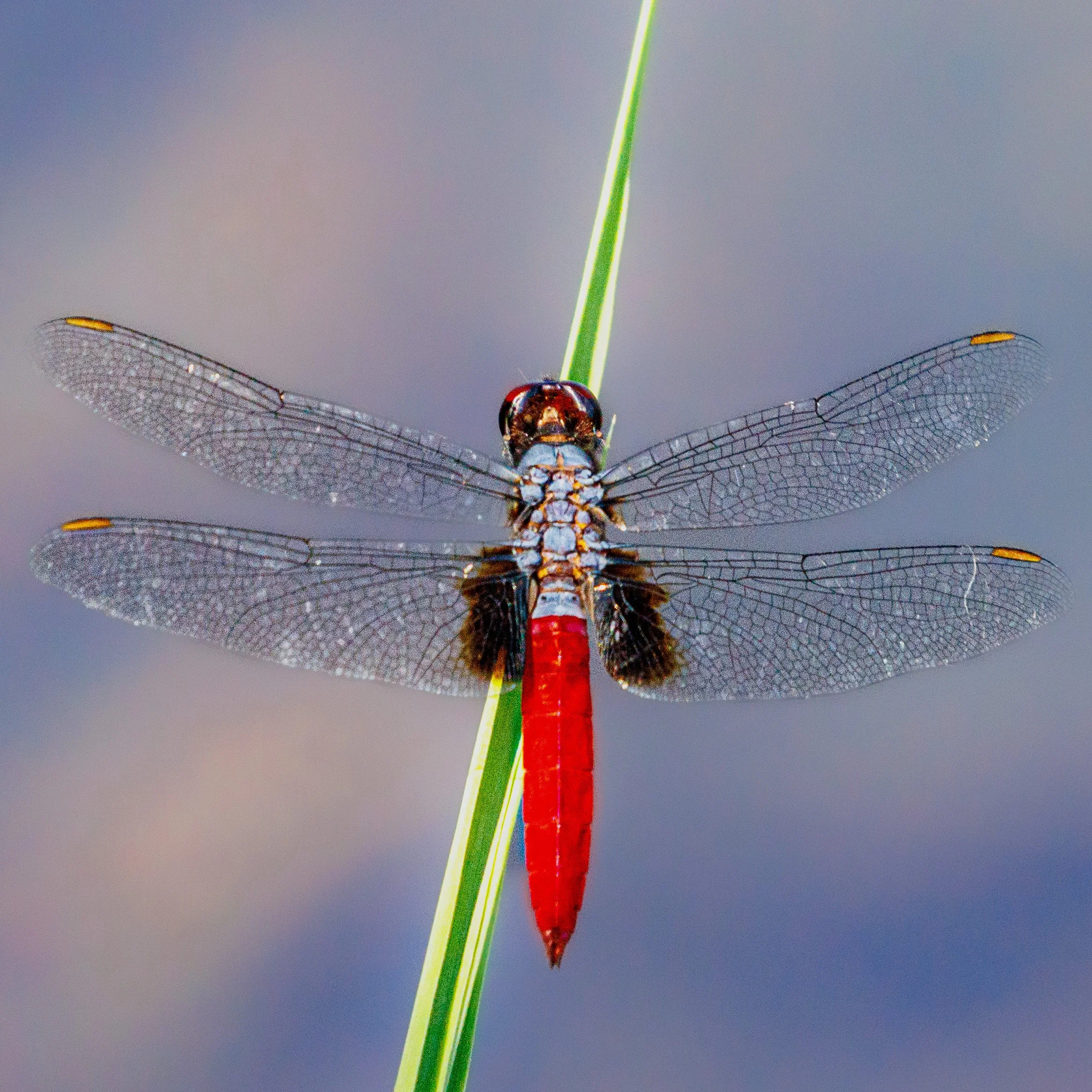Close-up of a Mexican Scarlet-tail Dragonfly perched on a green blade of grass, showing its transparent wings and red abdomen.