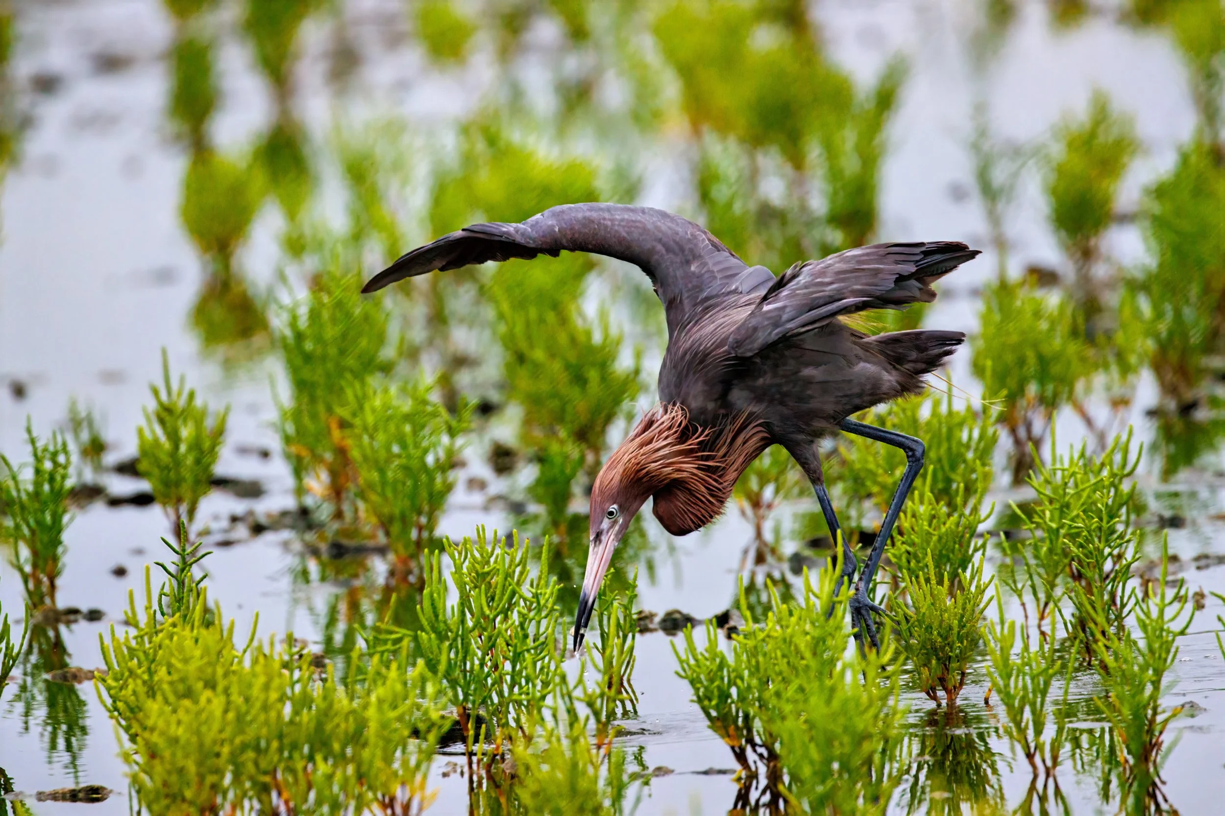 A Reddish Egret standing in water among green plants, with its head bent downward and wings partially spread.