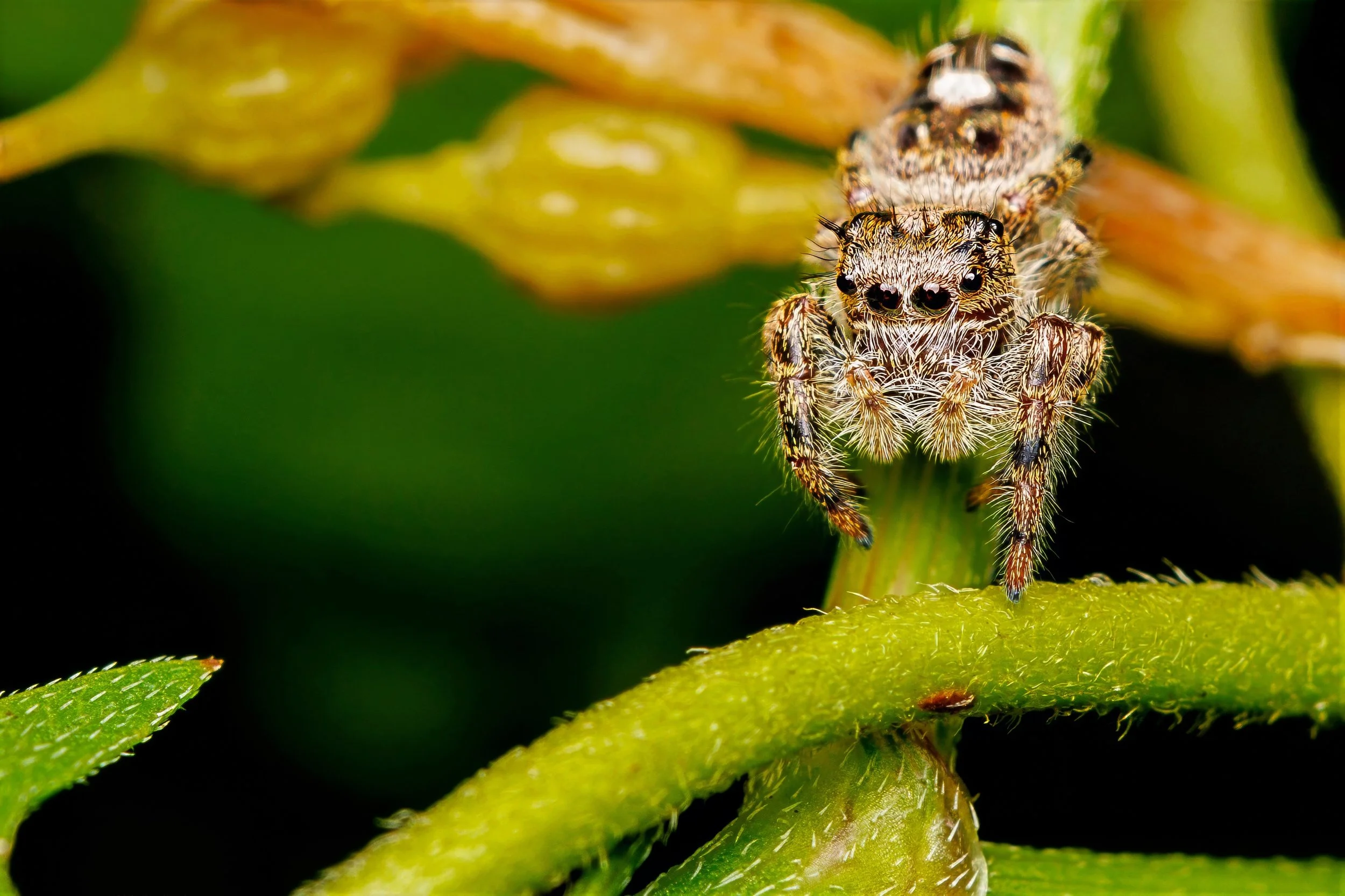 Close-up of a Putnam's Jumping Spider on a green plant stem, with a blurred background.