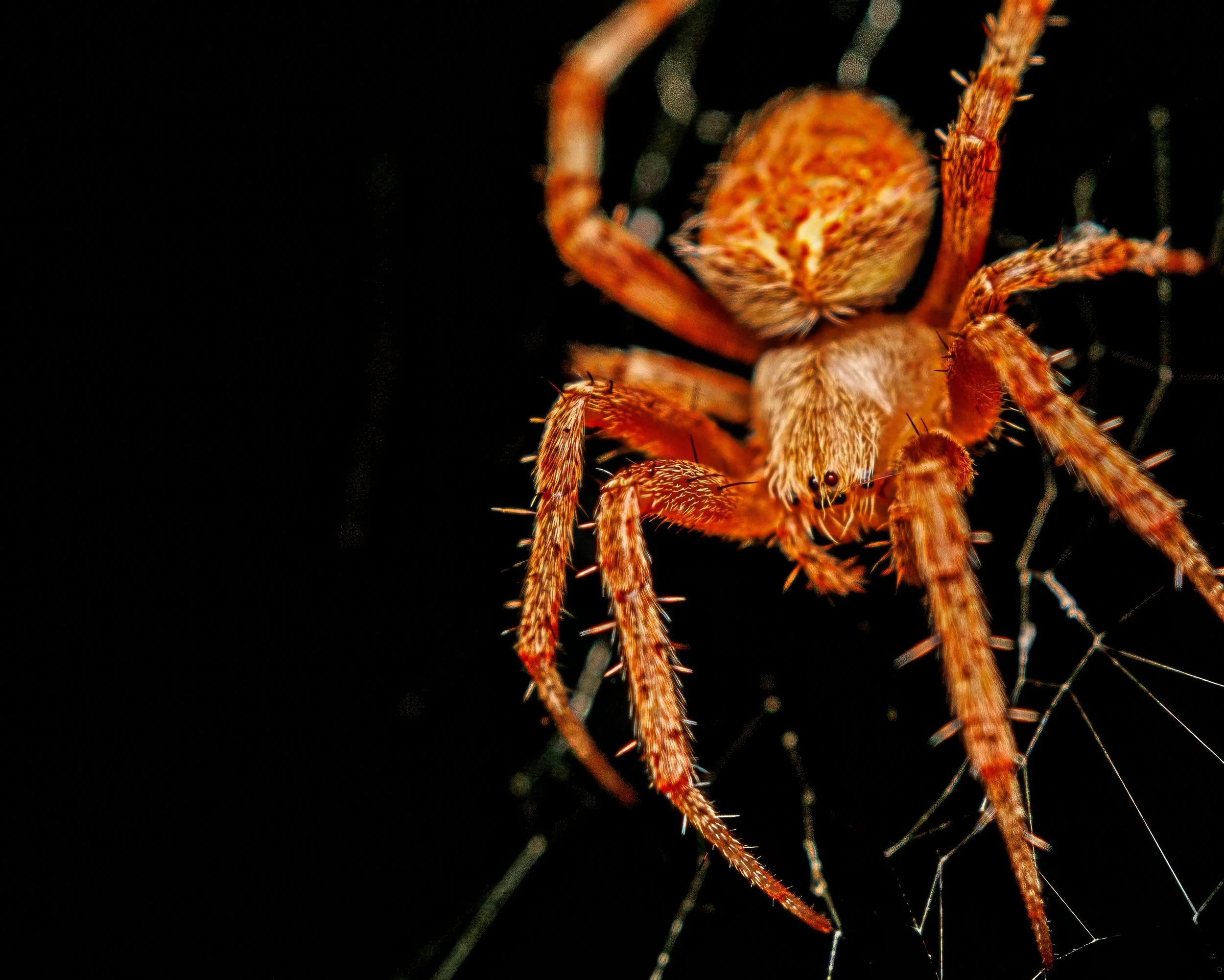 Close-up of an orange spider with hairy legs on a web against a black background.