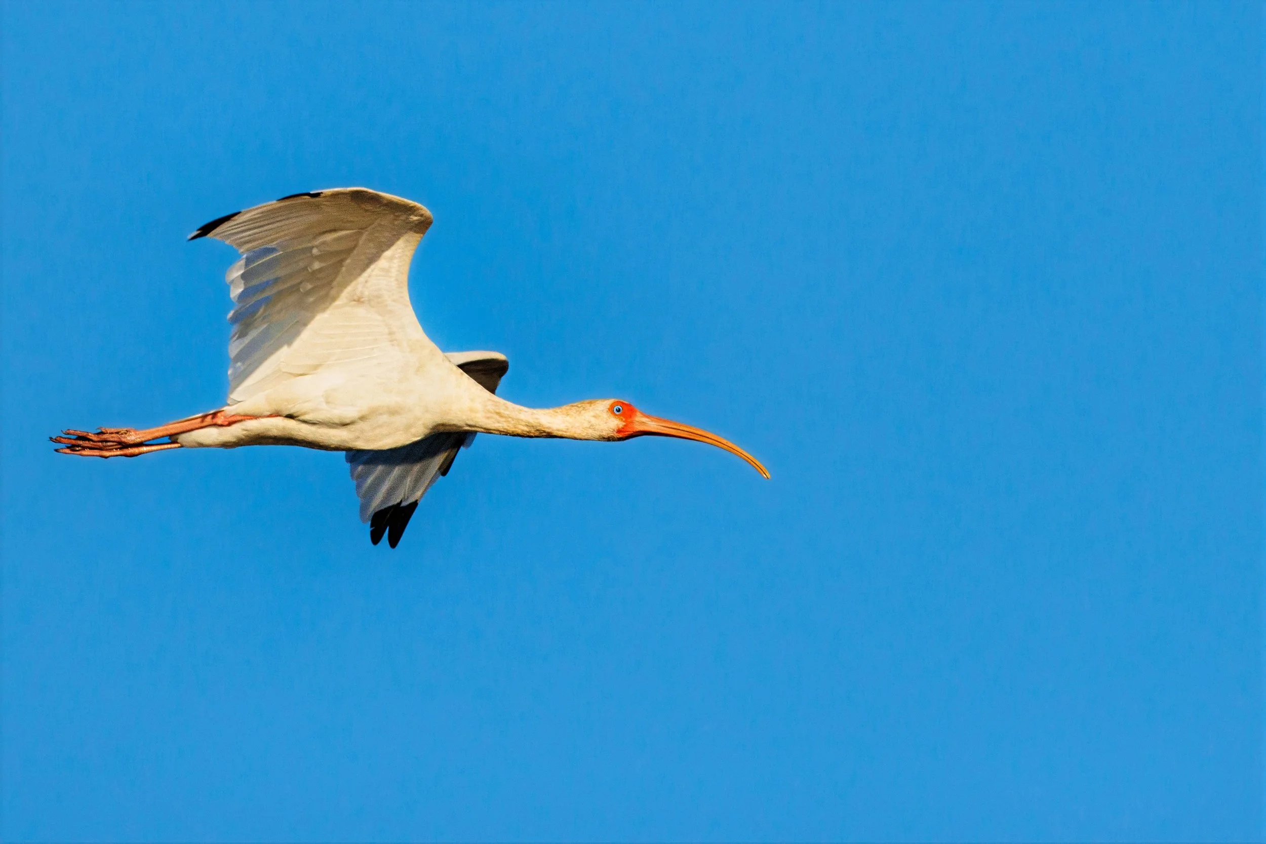 A White Ibis flying in a clear blue sky.