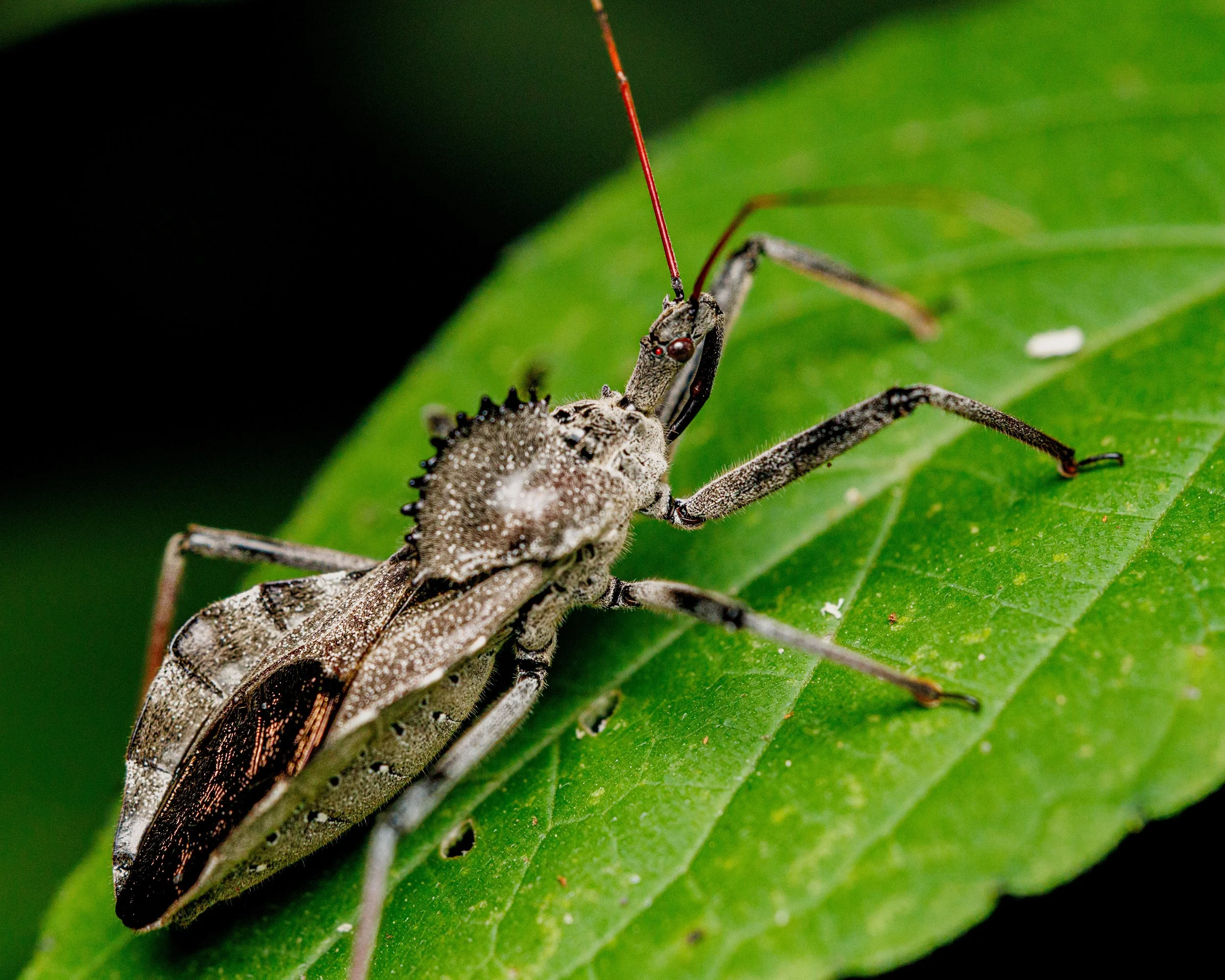 Close-up of a wheel bug on a green leaf
