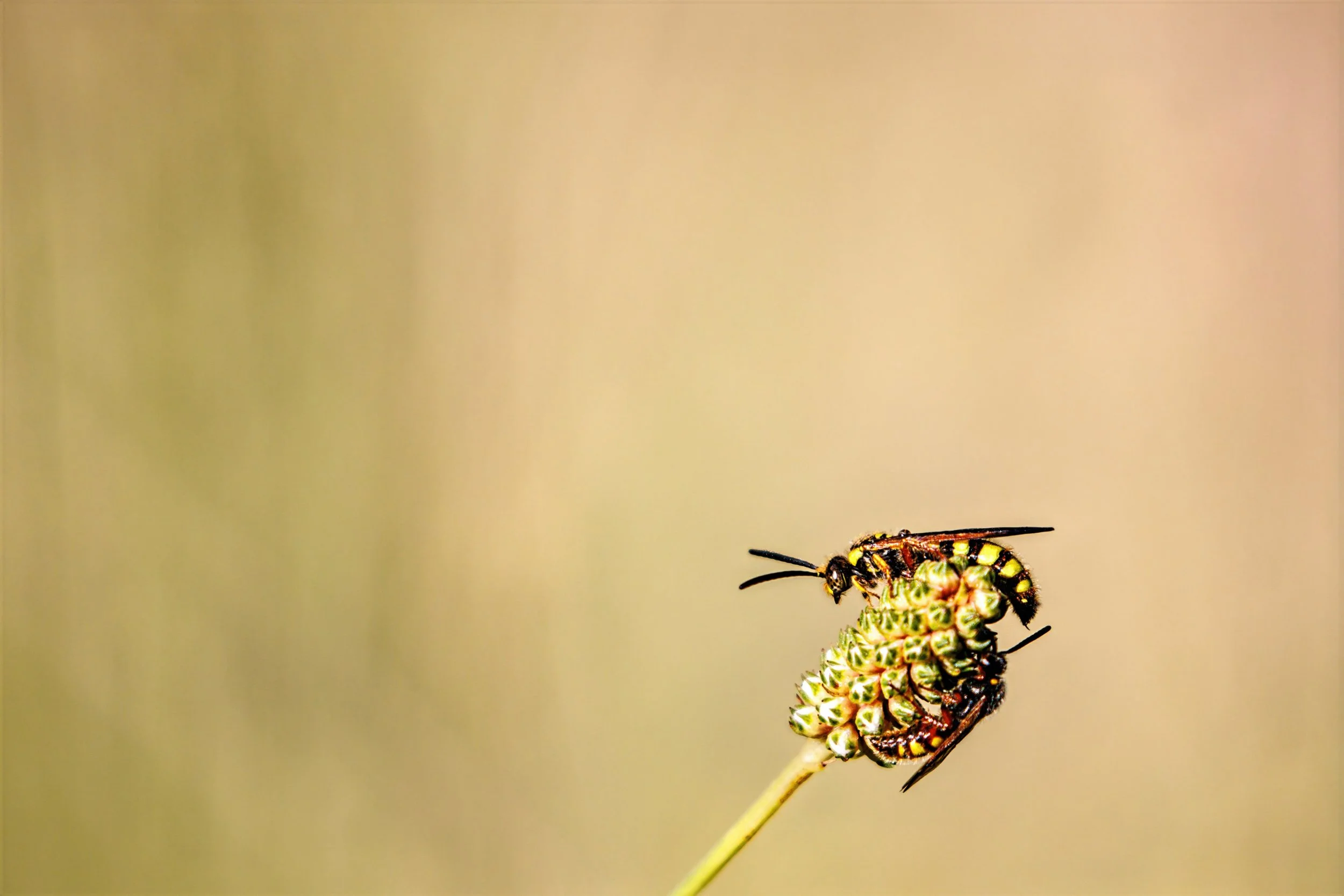 A wasp is perched on a cluster of small buds on a plant stem, with a blurred background.