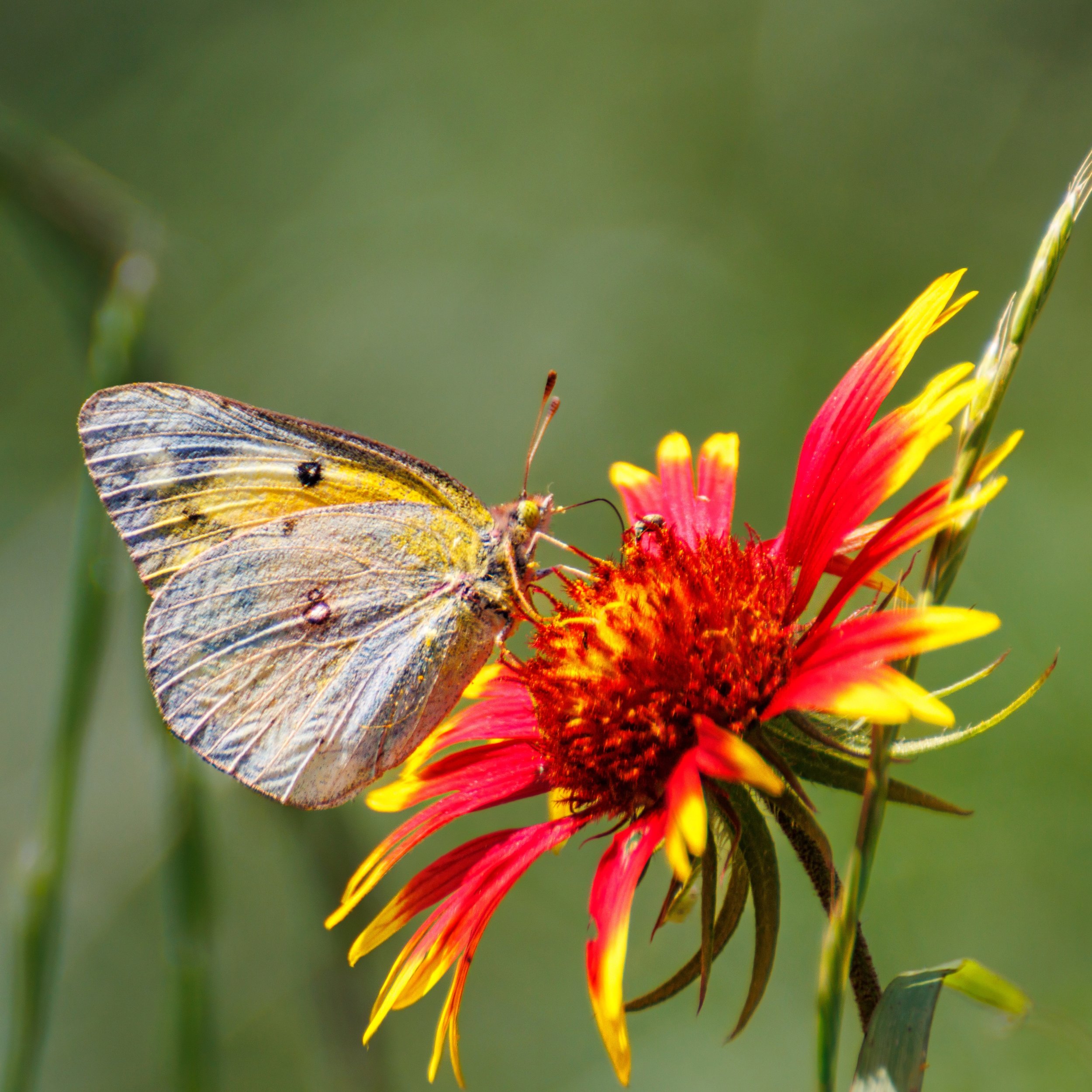 A butterfly with yellow and brown wings perched on a red and yellow flower.