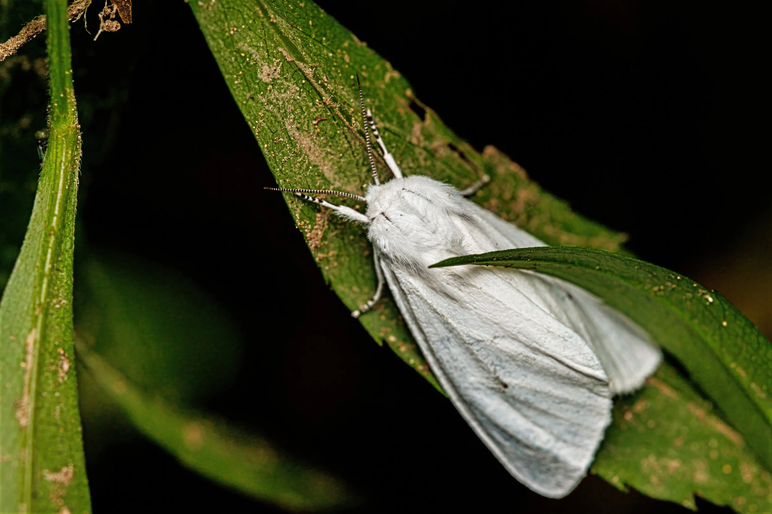 A white moth resting on a green leaf with a dark background.