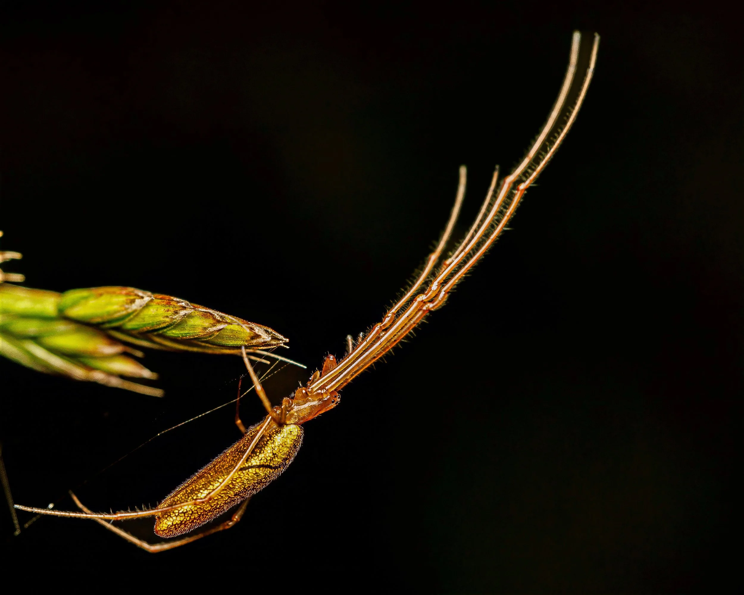 Close-up of a Long-jawed Orbweaver spider on a green grass seed against a black background.