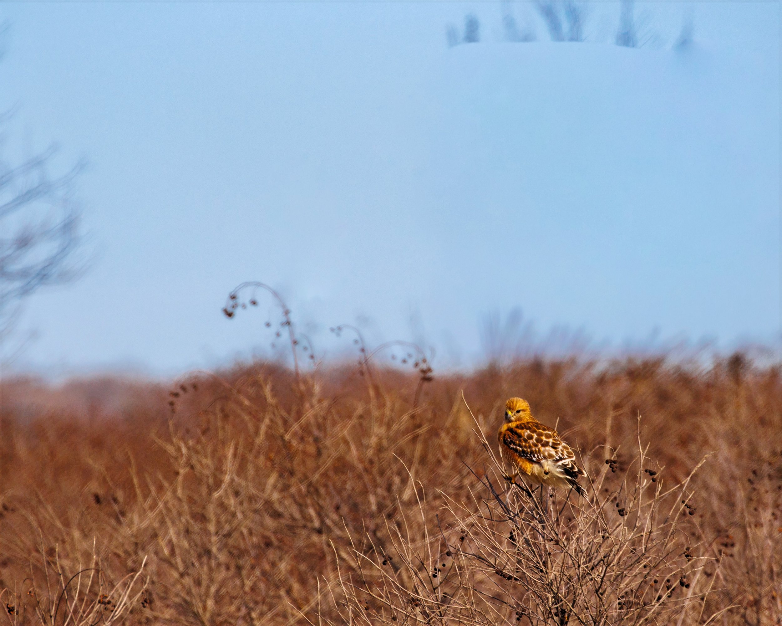 A Red-shouldered Hawk perched on dry, brown plants in a field with a blue sky in the background.