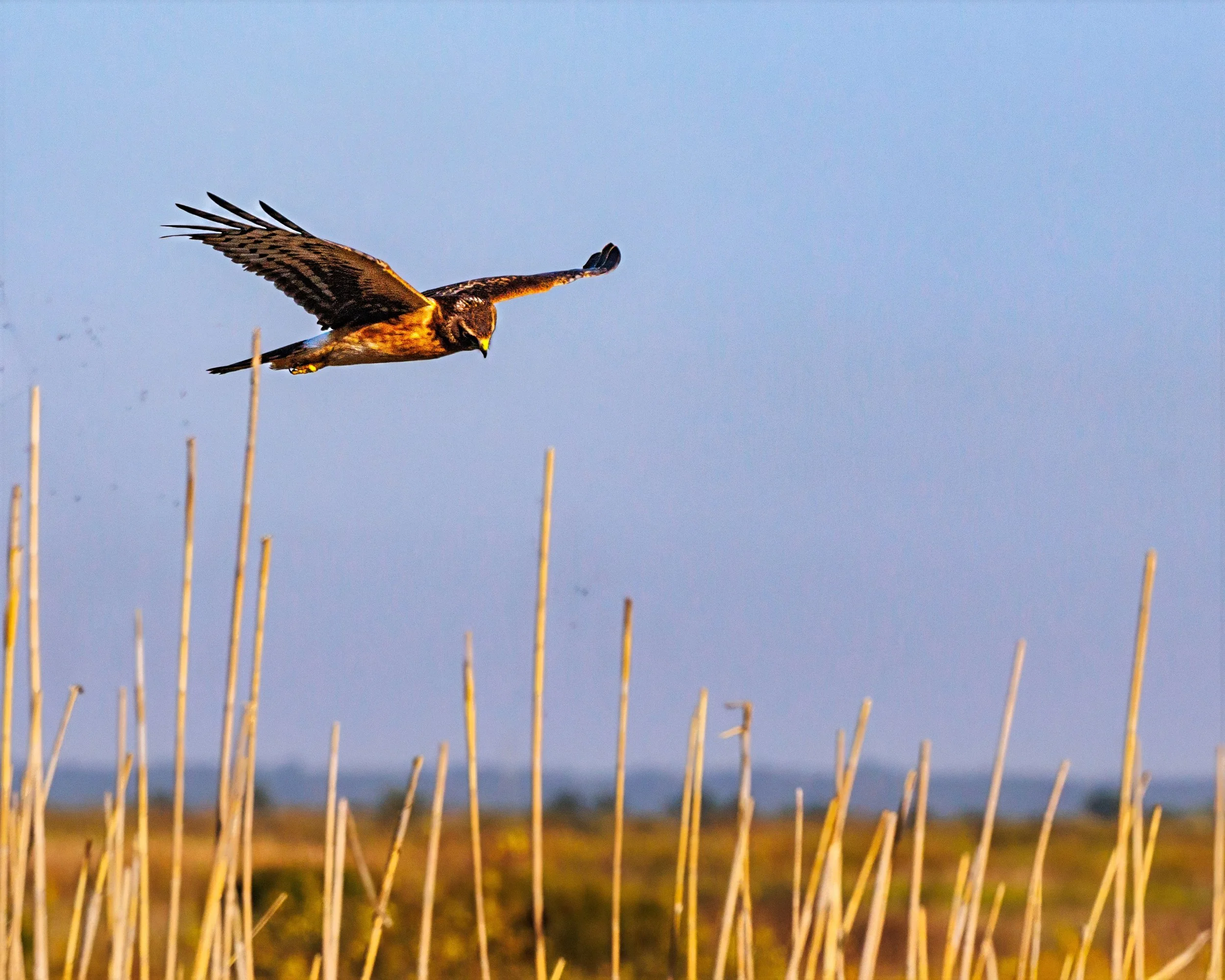 A Northern Harrier flying low over tall dry grass with a clear blue sky in the background.