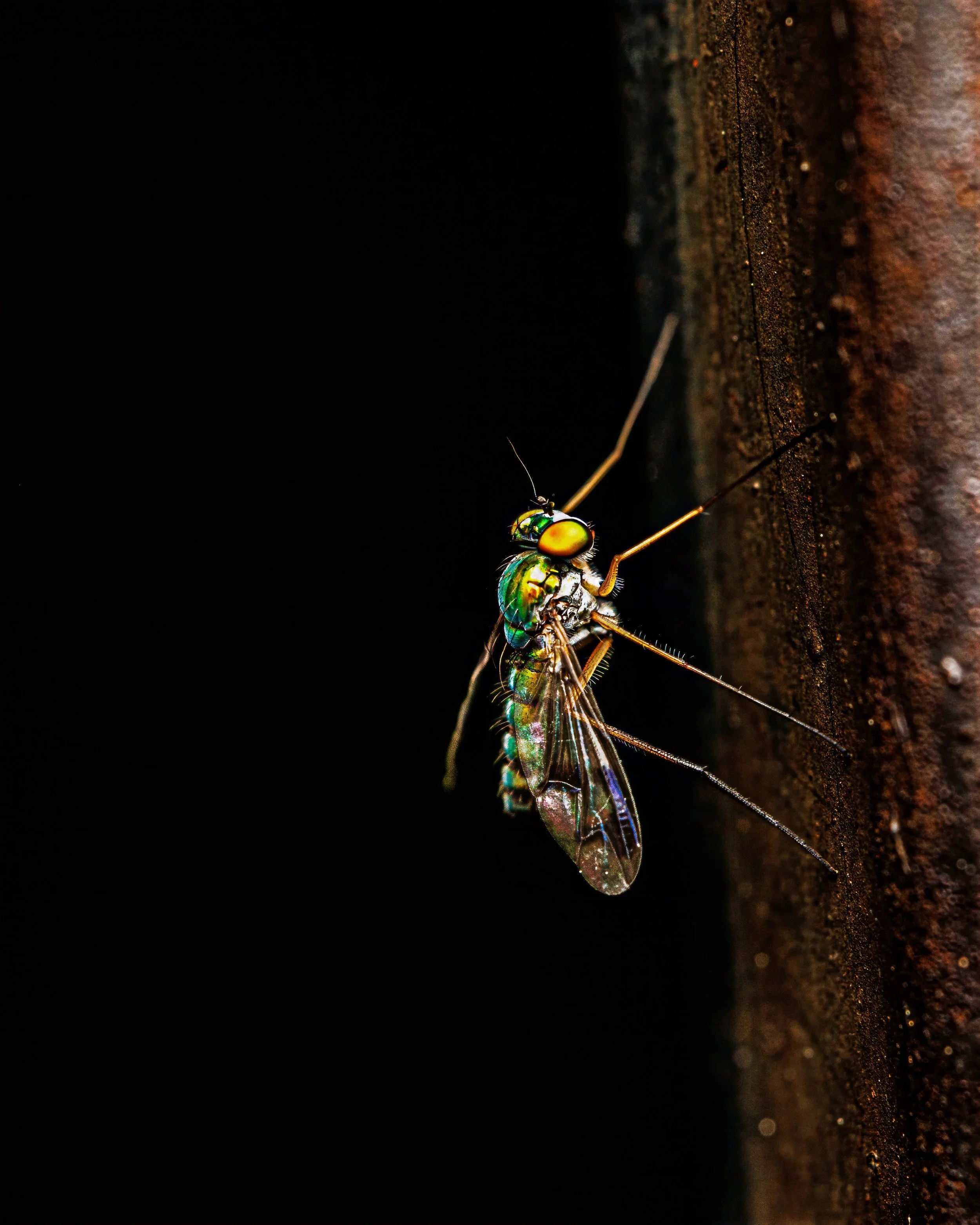 A close-up of an iridescent flying insect, possibly a wasp or fly, on a rusty surface with a dark background.