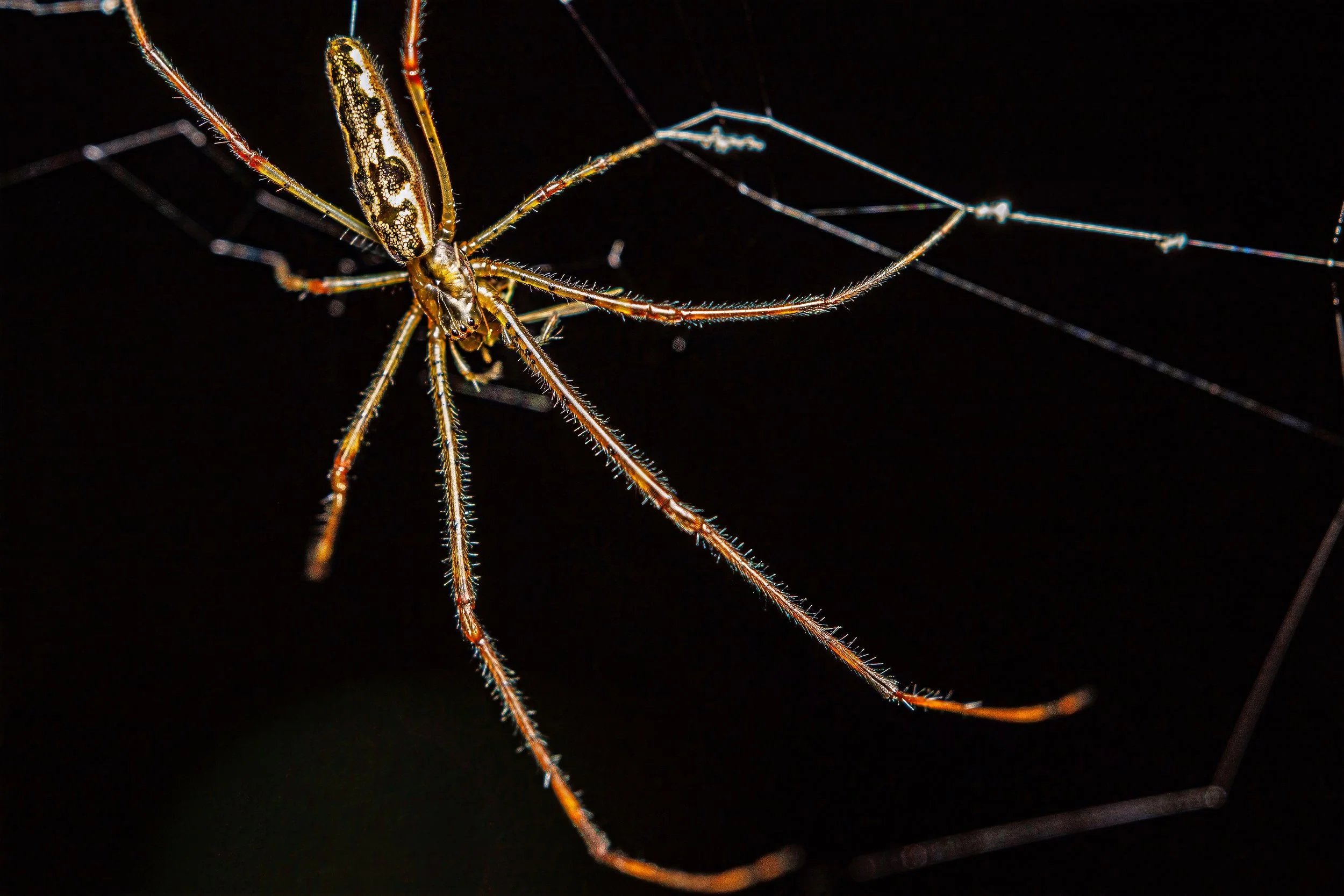 Close-up photograph of a spider on its web against a dark background.
