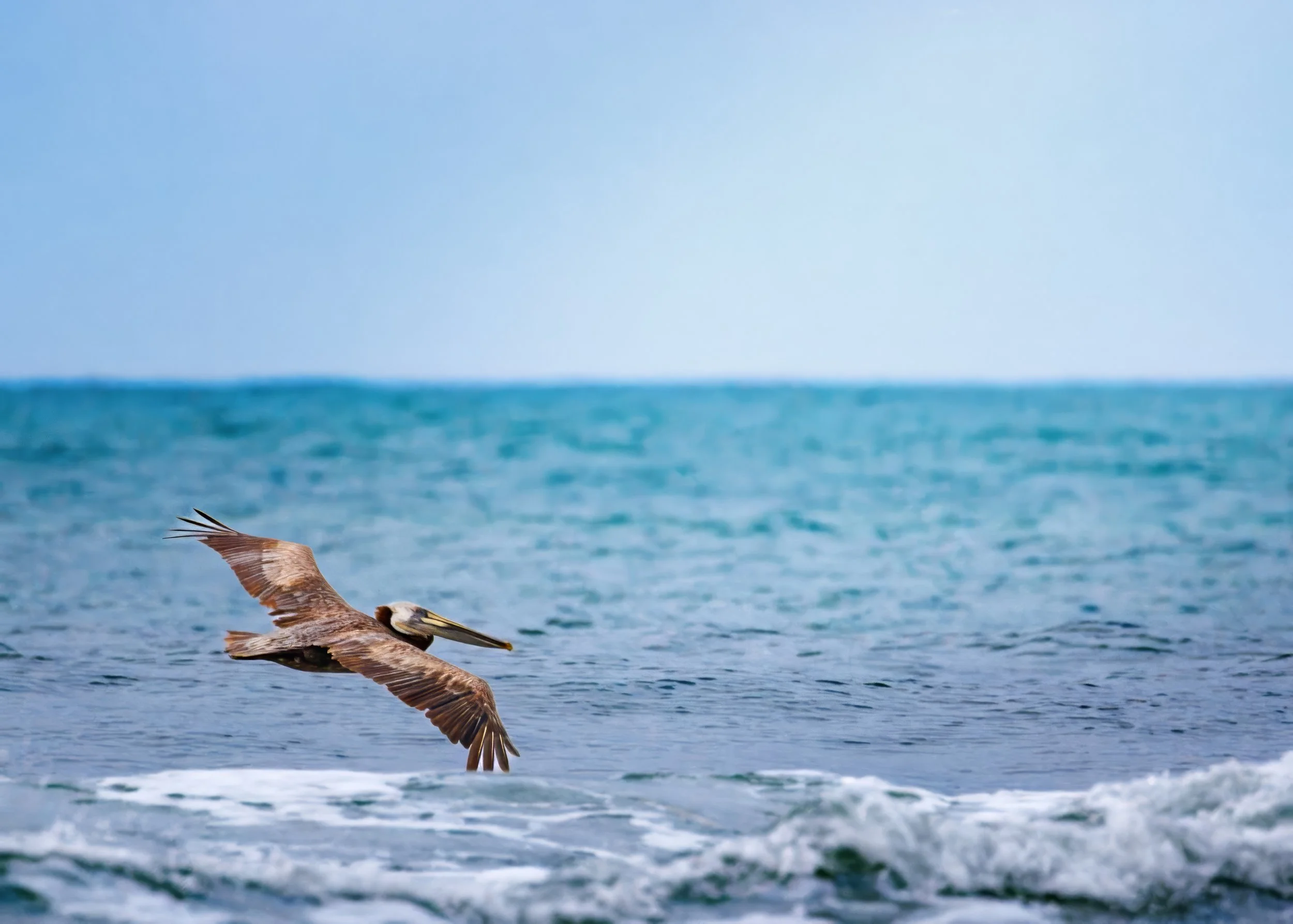 Brown Pelican flying low over ocean waves with a blue sea and sky in the background.