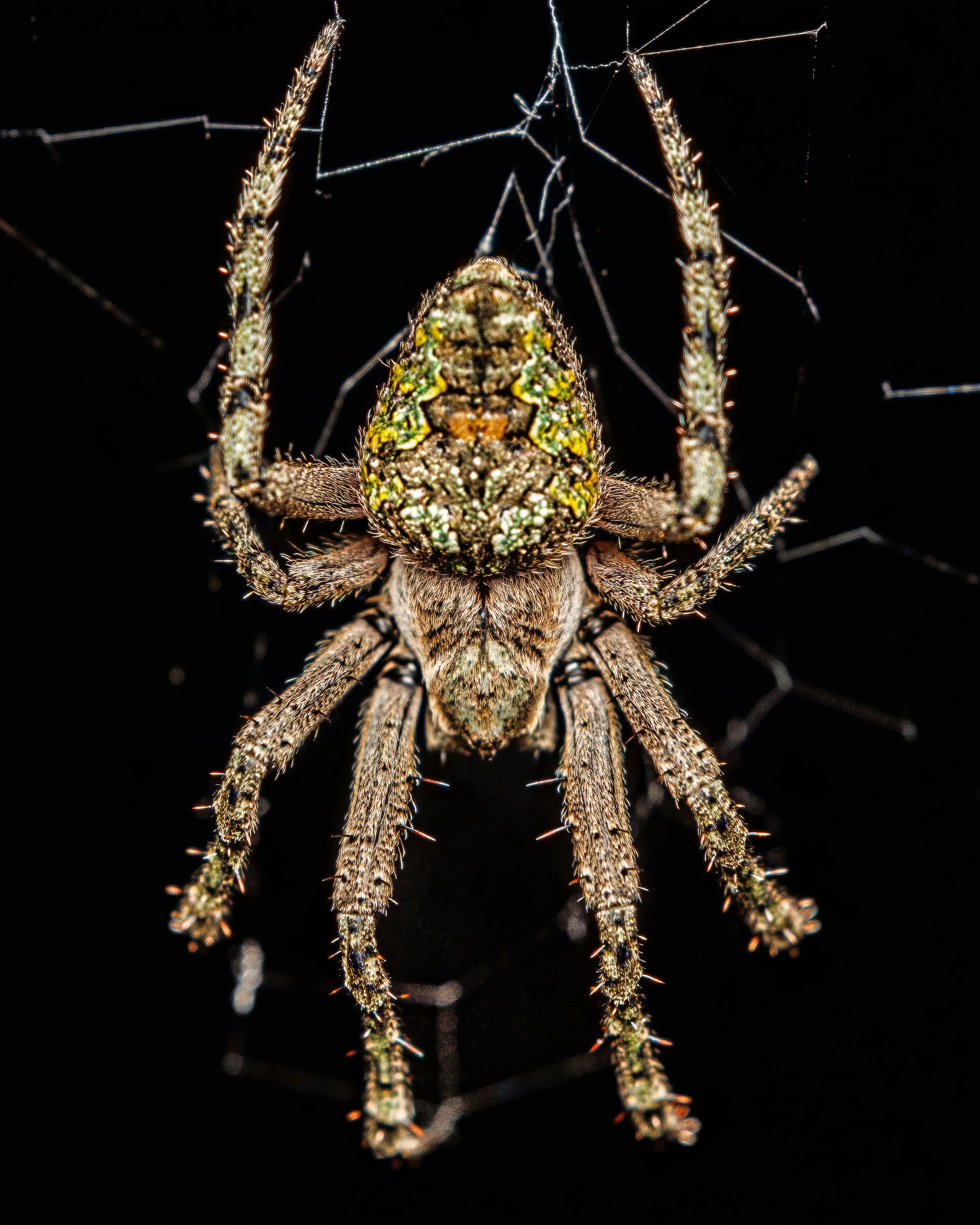 Close-up of a spider with intricate green, yellow, and brown markings on its body, sitting in its web against a black background.