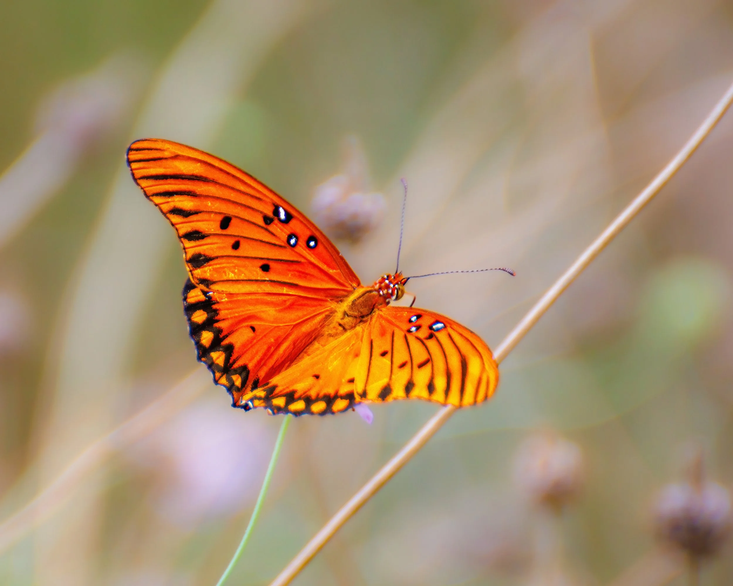 An orange butterfly with black spots on its wings perched on a thin grass stem.
