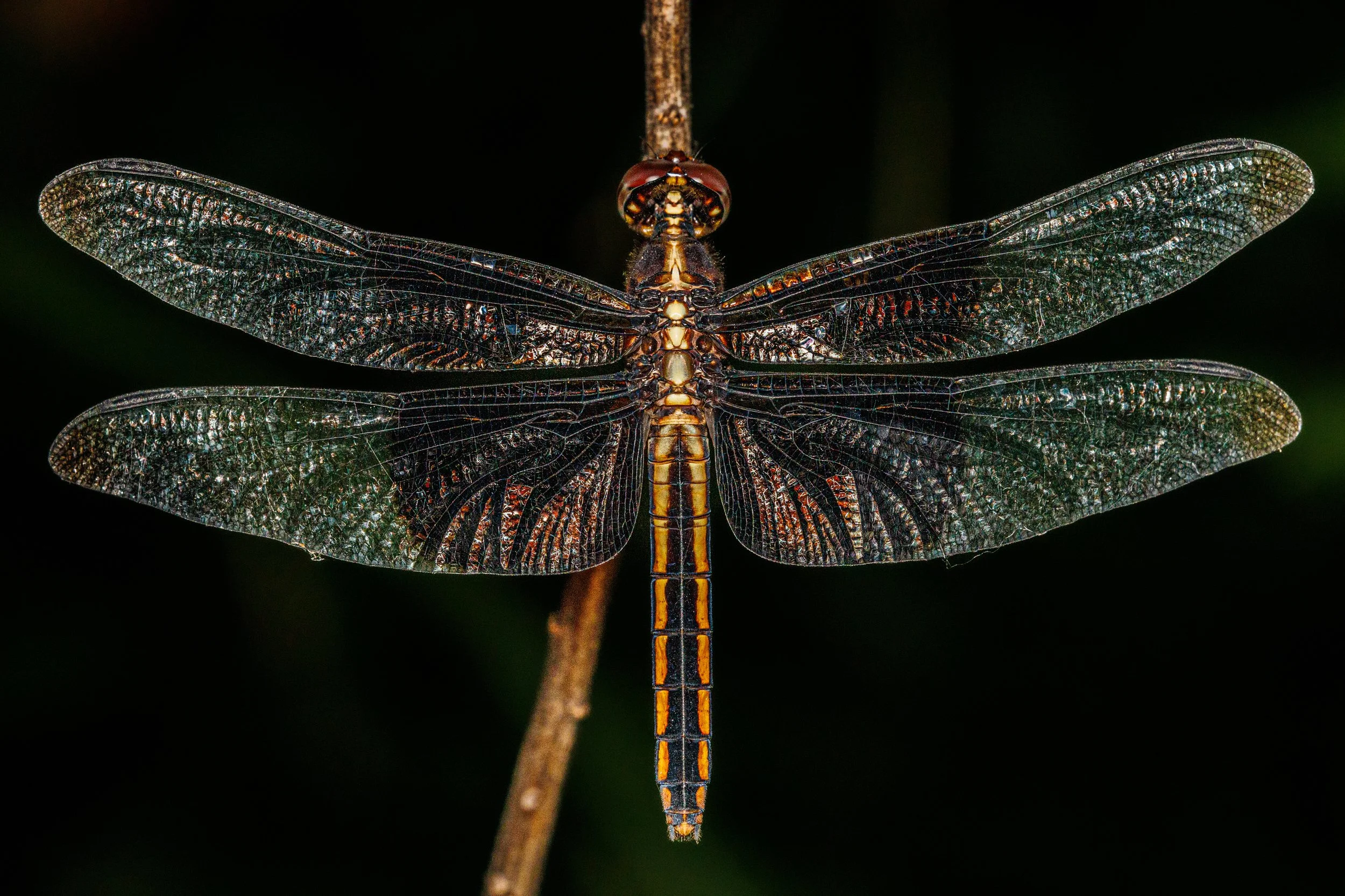 Close-up of a dragonfly with transparent, intricately veined wings, perched on a small branch against a dark background.