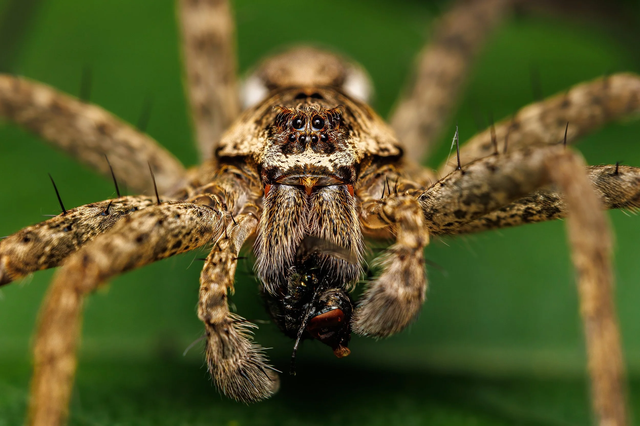 Close-up of a Banded Fishing Spider holding a black insect in its mouth with a green background.