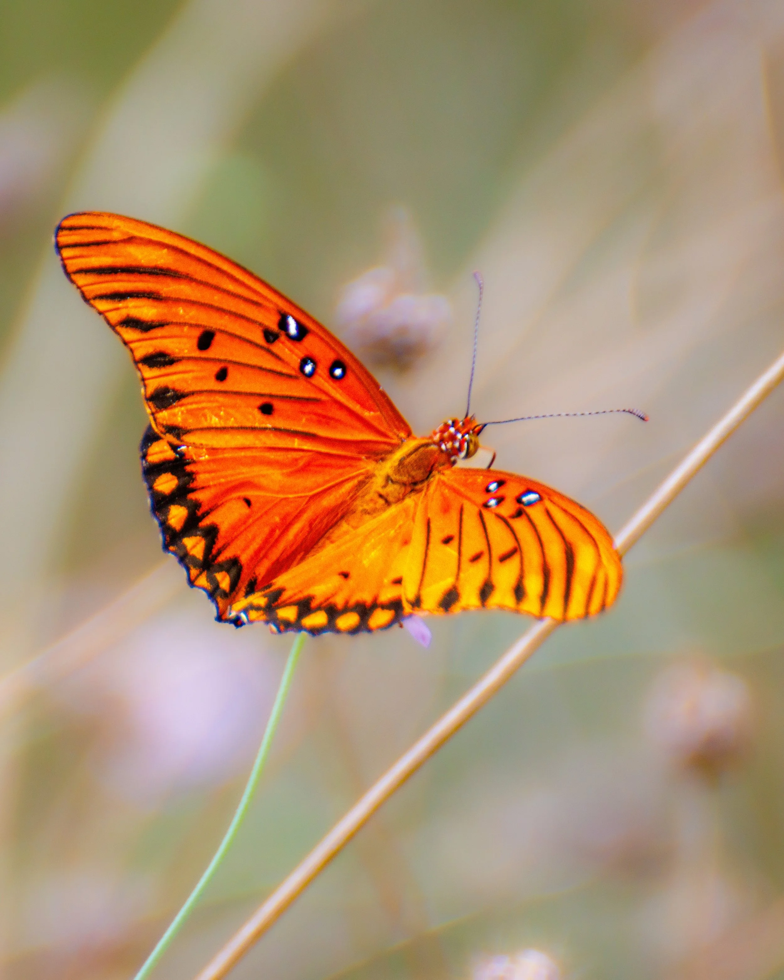 An orange butterfly with black and blue markings perched on a thin dry grass stem against a blurred natural background.
