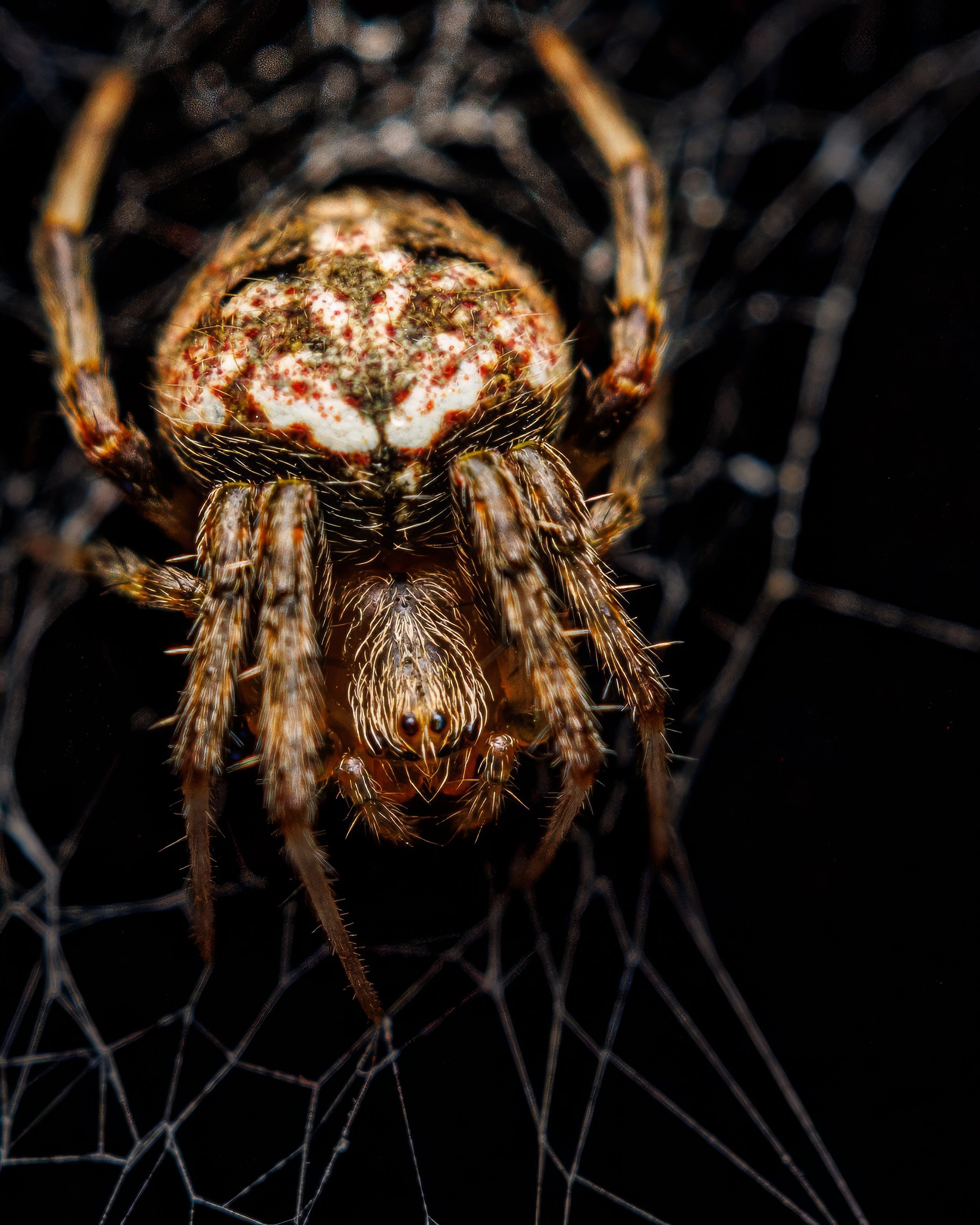 Close-up of a Arabesque Orbweaver Spider on its web, focusing on its body and legs with intricate details and color patterns.