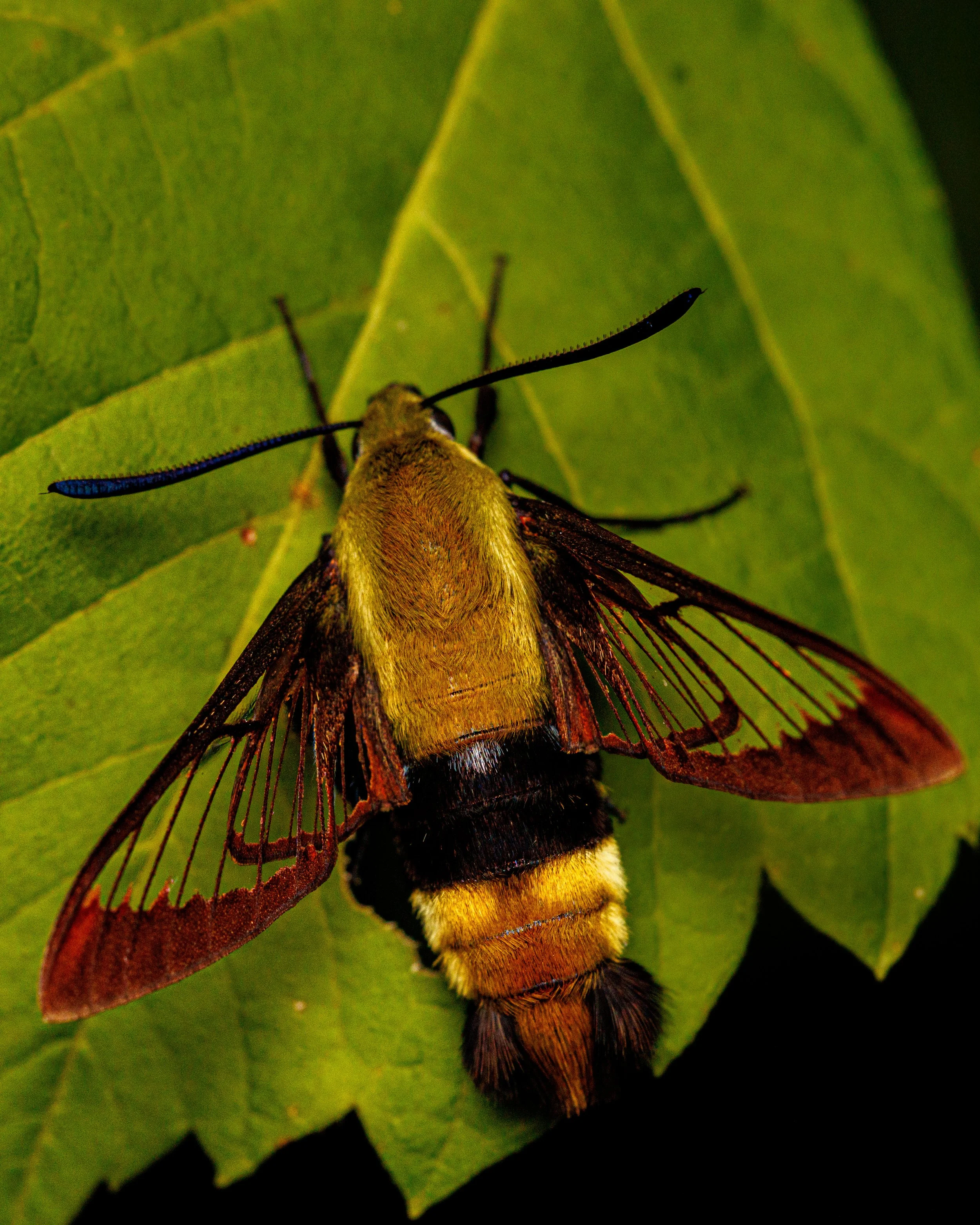 Close-up of a hummingbird moth resting on a green leaf.