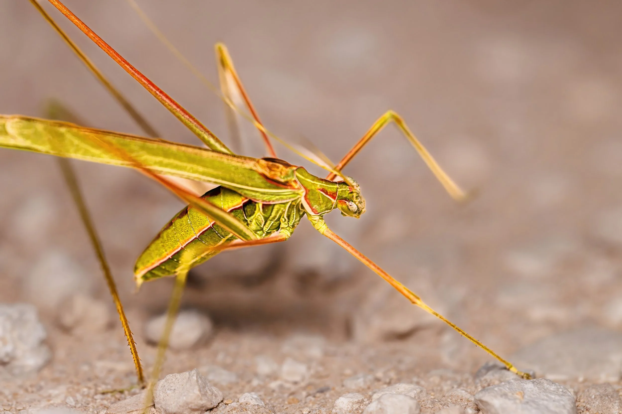 Close-up of a thread-legged katydid blending in with dry grass and gravel on the ground.