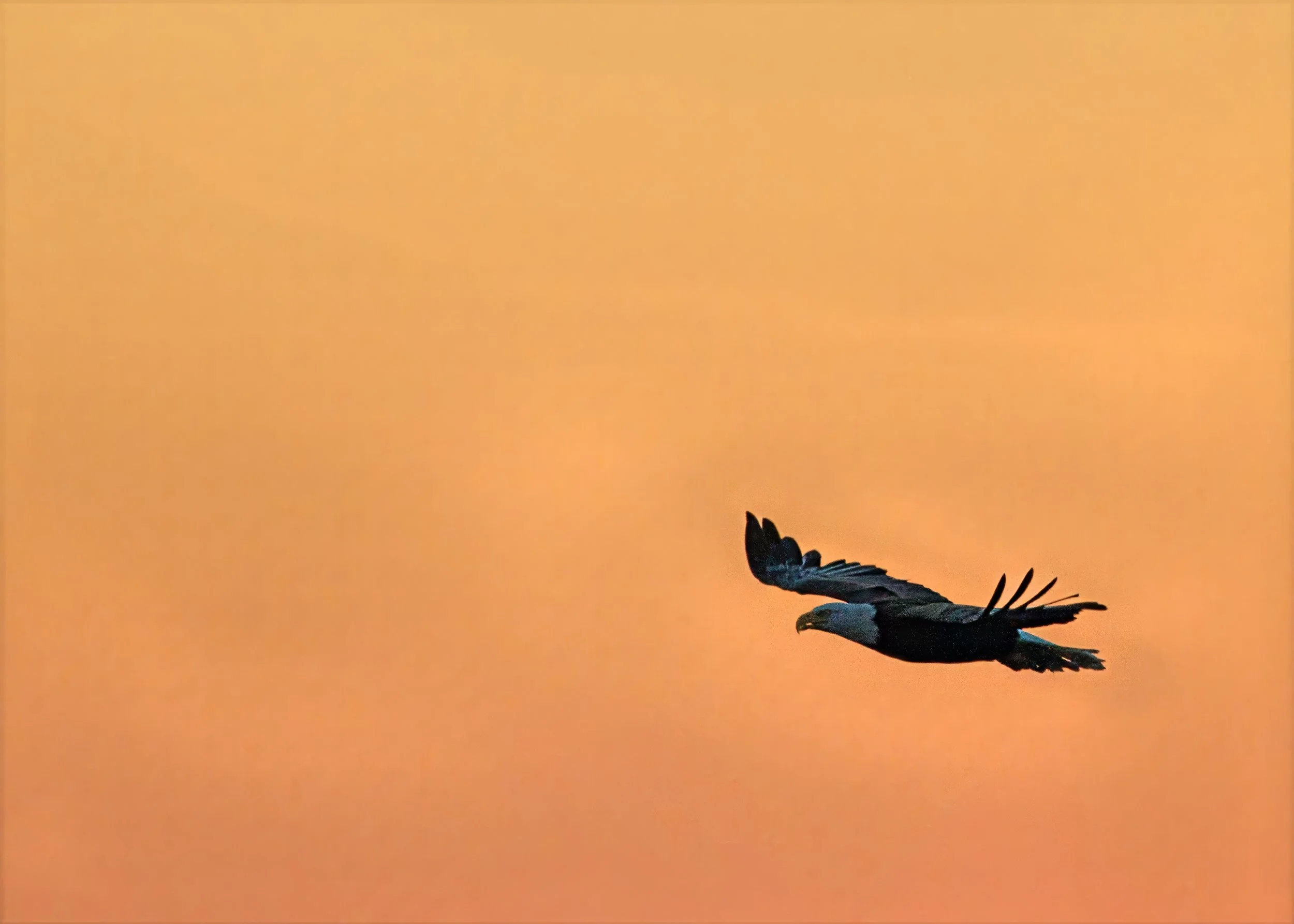 Bald Eagle-gigapixel 5x7 pc-high fidelity v2-2100w-topaz-denoise-lighting-upscale-2x.jpg