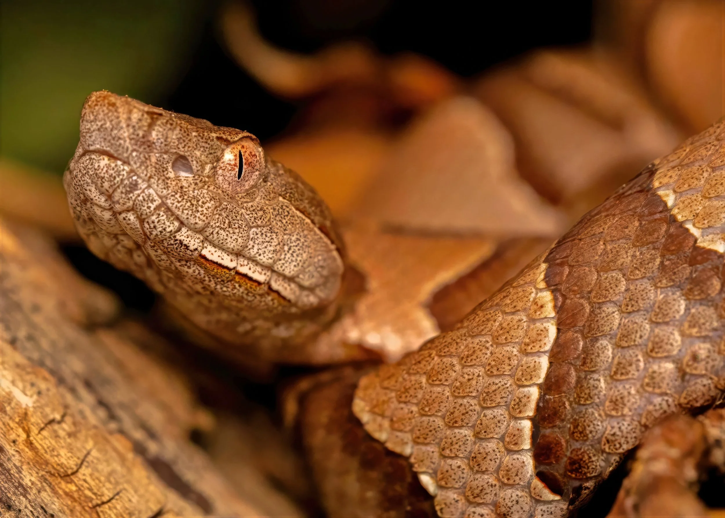 Eastern Copperhead-gigapixel 5x7 pc-high fidelity v2-2100w-topaz-denoise-lighting-upscale-2x.jpg