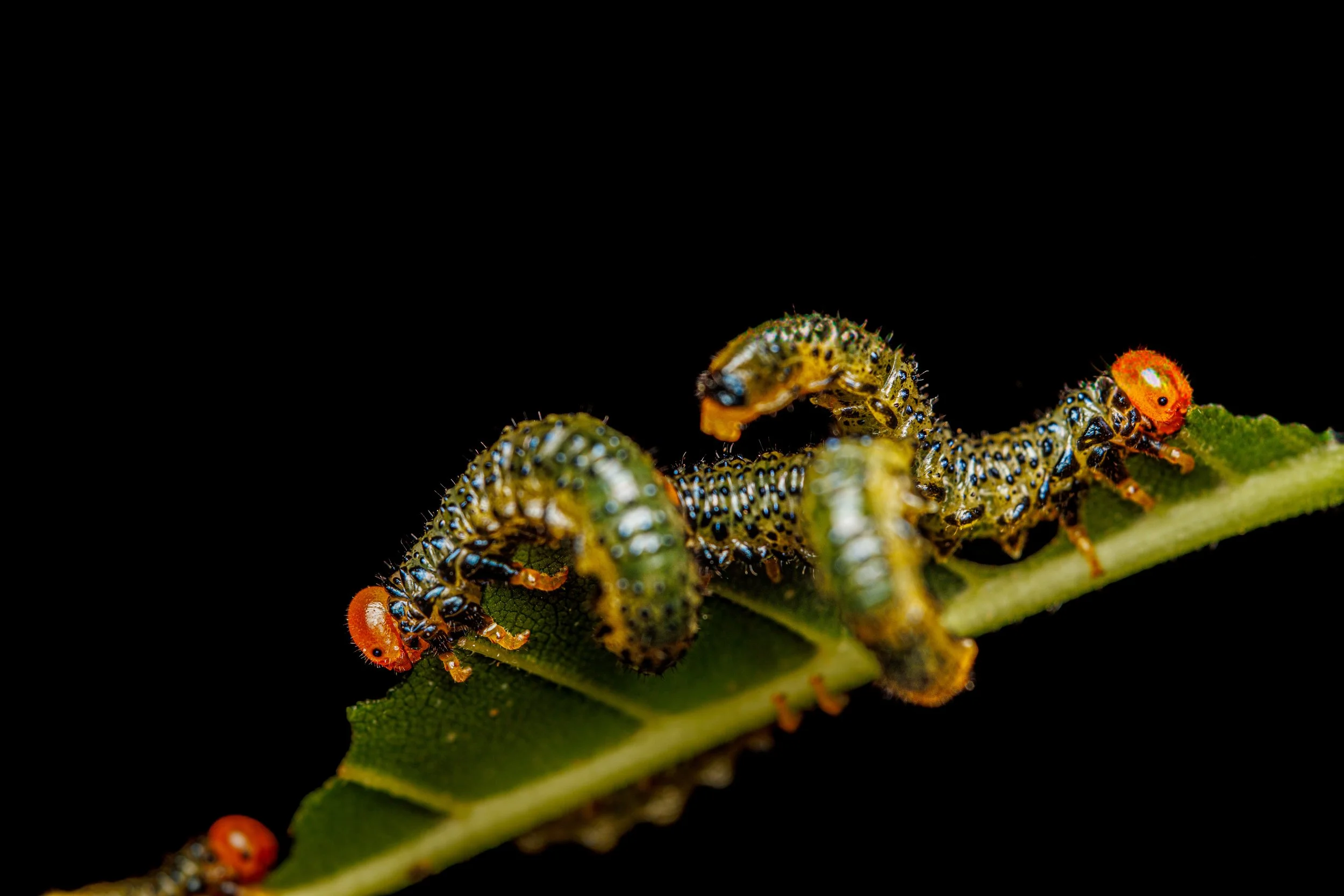 Close-up of multiple caterpillars with orange heads and black spots, crawling on a green leaf against a black background.