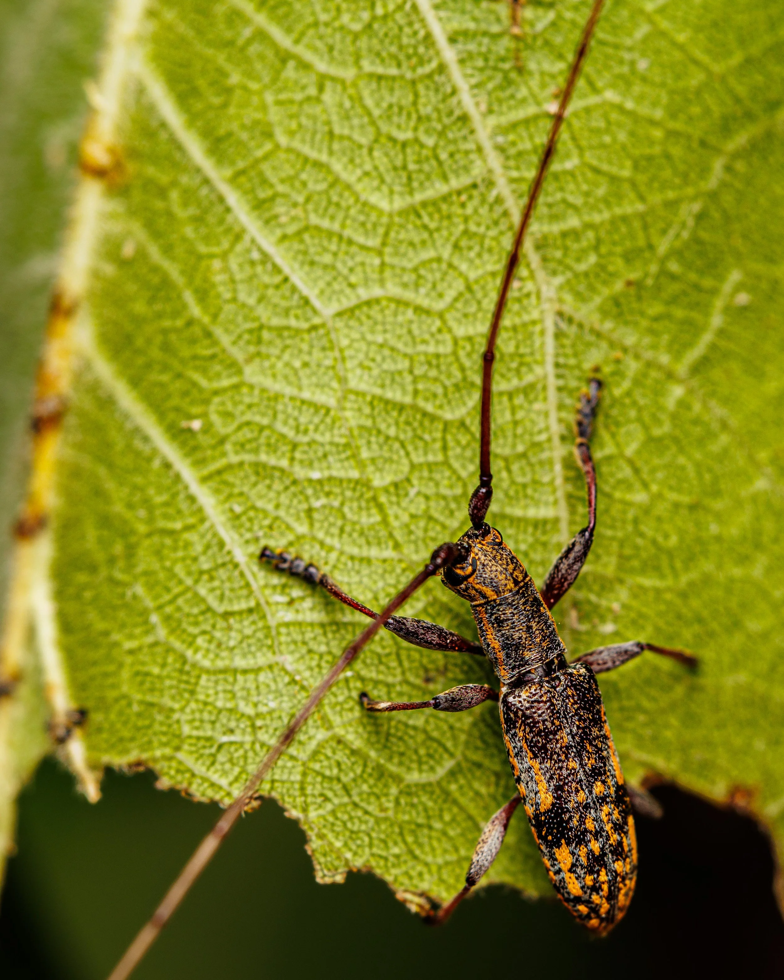 Close-up of a small mulberry borer beetle on a green leaf with detailed veins.